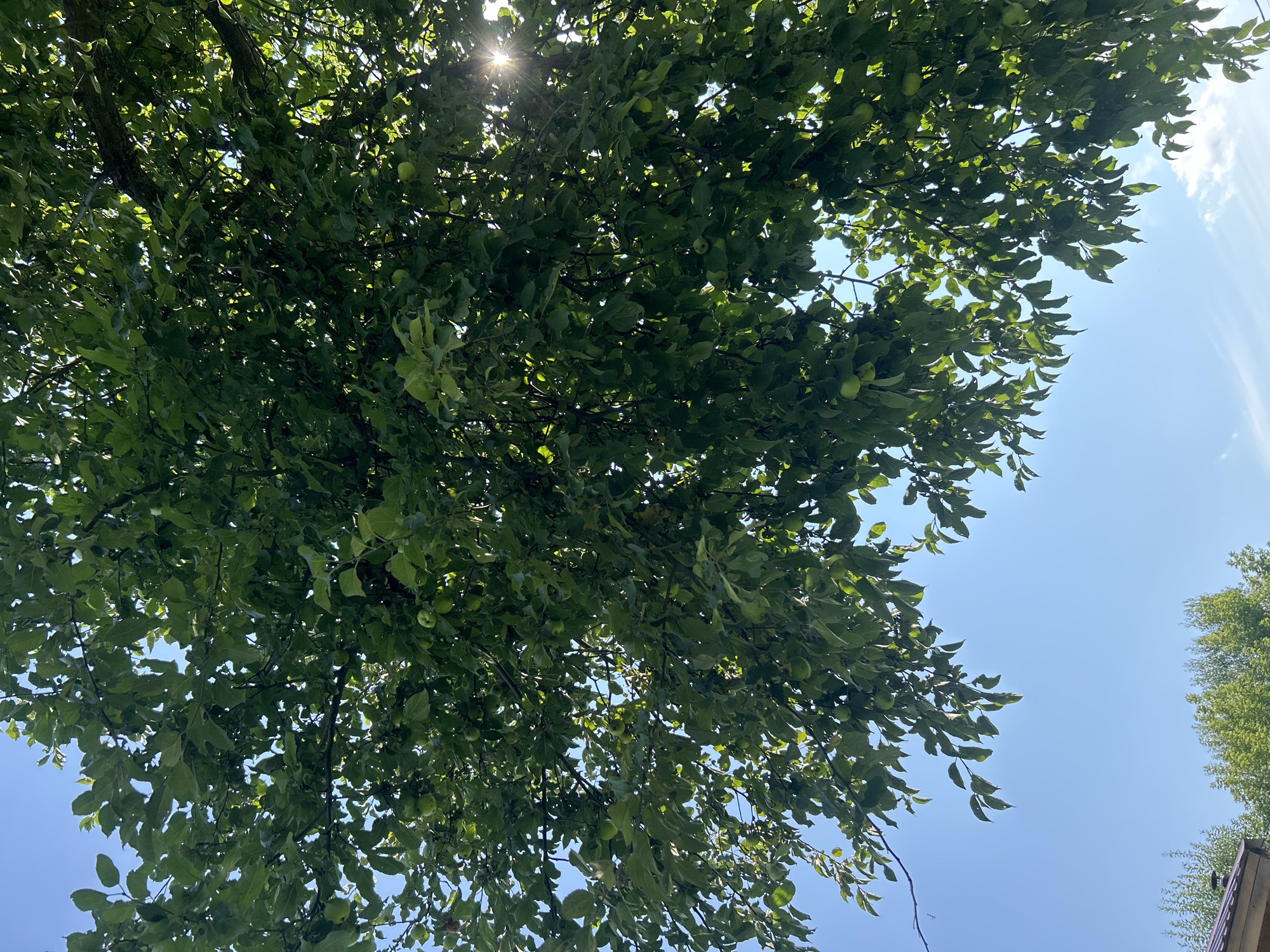 A low-angle shot captures a dense canopy of green apple tree leaves against a clear blue sky. Sunlight filters through the leaves, creating dappled patterns and a visible sunburst in the upper right quadrant. Several green apples are scattered amongst the foliage. The lower portion of the image reveals glimpses of a house roof with a dark metal finish on the left, and a line of green trees in the distance. The image appears to be taken in a residential area, possibly a backyard, in Kalitsino, Russia. No people or animals are visible.