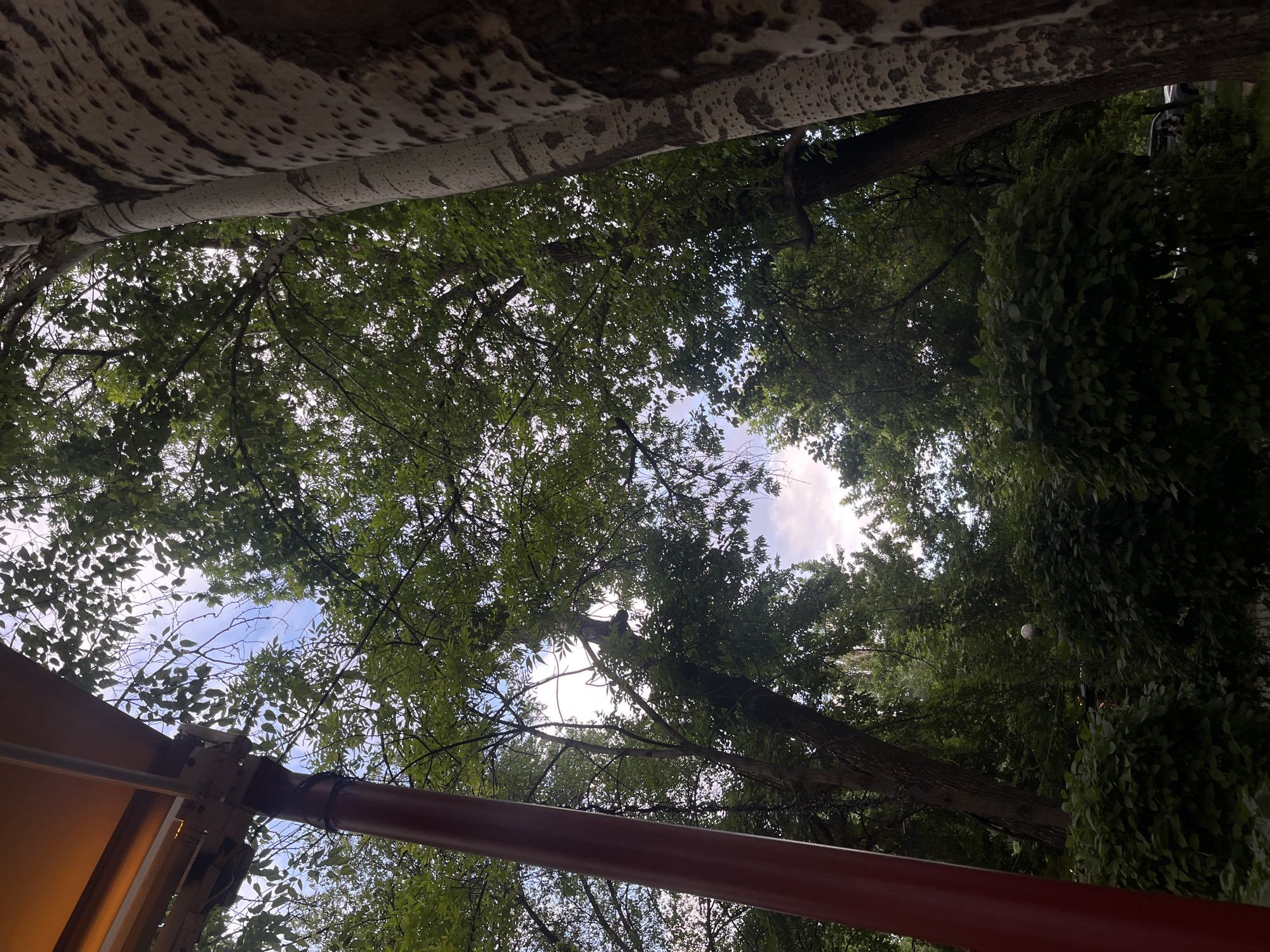 The image is taken from a low-angle perspective, looking up through tree branches towards a patch of sky. The leaves of the trees are green, creating a dense canopy. A red-colored bar or pipe is visible in the foreground, along with what appears to be part of a structure or awning. Above the trees, there is another structure of white color with black spots. Based on the tree foliage and overall impression, the image likely captures a park or wooded area. The city of Yerevan, Armenia, is not explicitly confirmed by the image, so there is no information if it is in Yerevan.