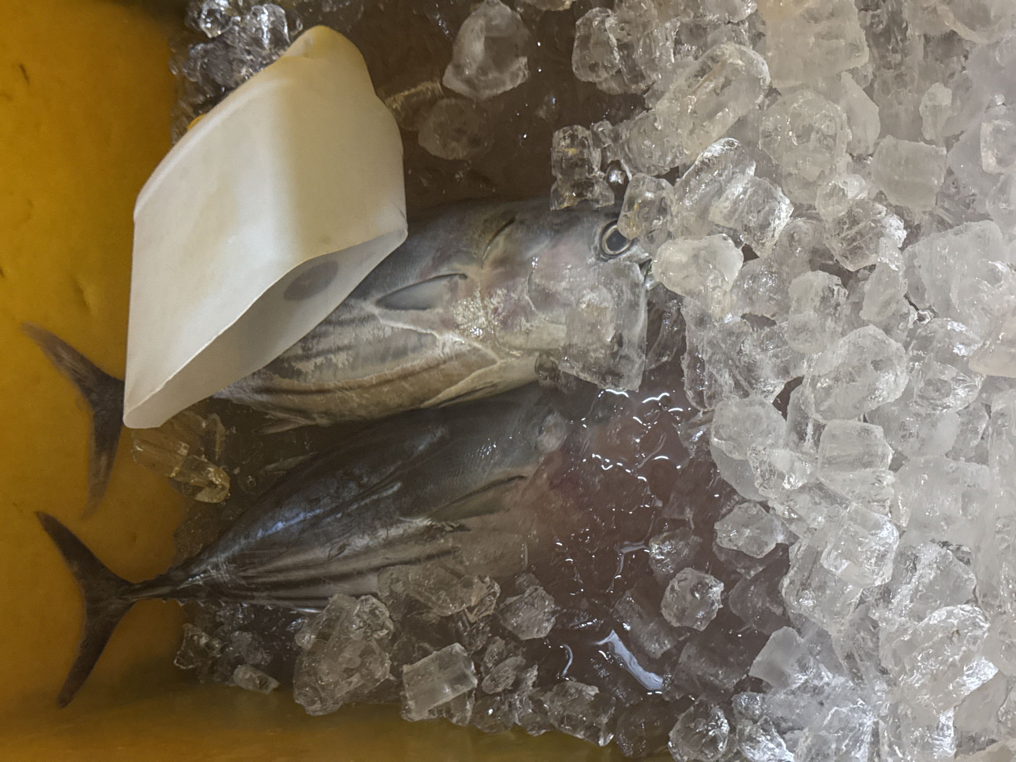 The image shows a close-up, high-angle view of two whole fish packed in ice within a yellow plastic container. The fish appear to be medium-sized, with one fish lying partially on top of the other. Their tails are visible at the top left of the frame. A white, rectangular object, possibly a piece of packaging or a food label, is positioned over the heads of the fish. The ice is crushed and surrounds the fish, with some melted water visible in the container. The scene is likely from a market or a food stall. The location in Kuta Selatan, Indonesia, suggests a tropical setting where fresh seafood would be readily available.