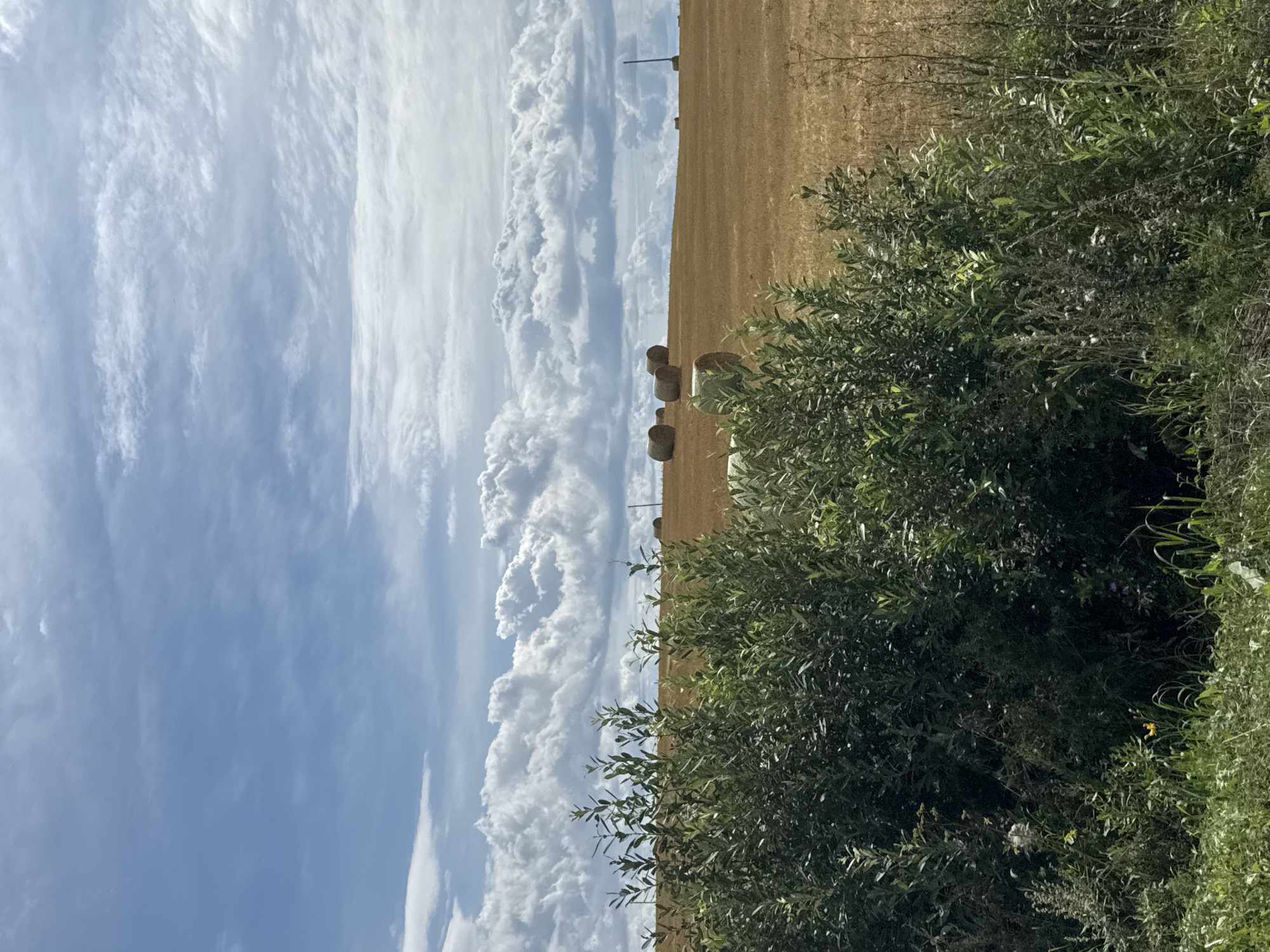 The image shows a landscape with a field of cut hay, several hay bales, and a bright blue sky with dramatic white clouds. In the foreground, there are tall green bushes and grass. In the distance, on the field, there are numerous round hay bales, some appearing to be wrapped in green plastic. A tall pole with a white top is visible in the far distance. The image does not contain any people or actions, and there are no discernible landmarks that would indicate a specific location within Nylga, Russia. The environment appears to be rural and agricultural.