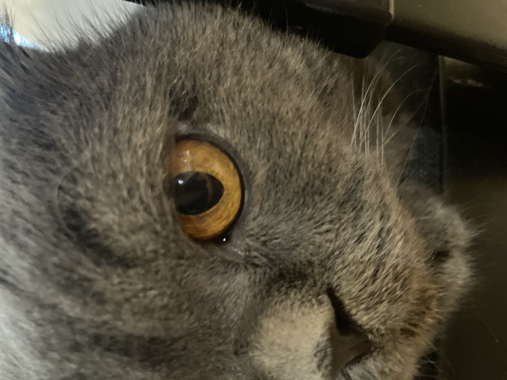 A close-up, eye-level shot features the right eye of a grey cat. The cat's fur is short and dense, with a slightly mottled texture. Its large, round eye is a striking amber color, with a dark, vertical pupil. A few white whiskers extend from the cat's snout, which is partially visible to the left of the eye. The background is dark and indistinct, with a hint of a white surface to the upper right, possibly a wall or a bright object. The image is sharply focused on the cat's eye and immediate facial features.