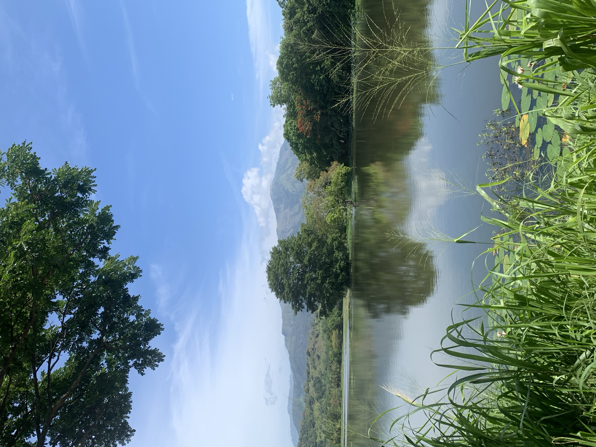This image depicts a tranquil lake scene in Buduruwagala, Sri Lanka, under a clear blue sky dotted with wispy clouds. The foreground is dominated by lush green grass and reeds, with some aquatic plants, including lily pads and two small pink water lilies, visible in the water. The lake itself is calm, reflecting the surrounding landscape. Across the water, a dense line of trees forms the mid-ground, with a particularly large, mature tree standing prominently in the center. Beyond the trees, rolling green hills and mountains rise in the background, their forms softened by distance and a light haze. The overall impression is one of natural beauty and serenity.