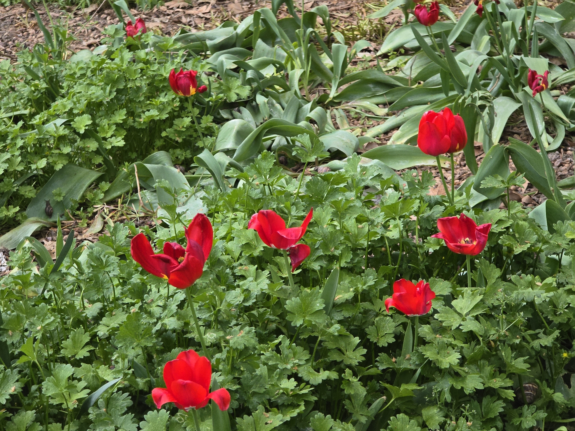 A vibrant outdoor scene captures a patch of lush greenery dotted with several bright red tulips. The setting appears to be a garden or natural area, with a dense ground cover of small-leaved green plants filling the foreground and midground. Numerous red tulips, some fully open revealing yellow centers, stand tall above this foliage. Their petals are a rich, striking red. In the background, larger, broader green leaves (likely belonging to more tulip plants) are visible, and the ground is covered with dark brown bark mulch or fallen leaves. The lighting suggests it is daytime. Two small snails are present: one is visible on a broad green leaf in the lower-left portion of the image, and another is partially obscured by foliage towards the bottom right. The overall impression is one of natural beauty and springtime bloom in Plovdiv, Bulgaria. There is no visible text.