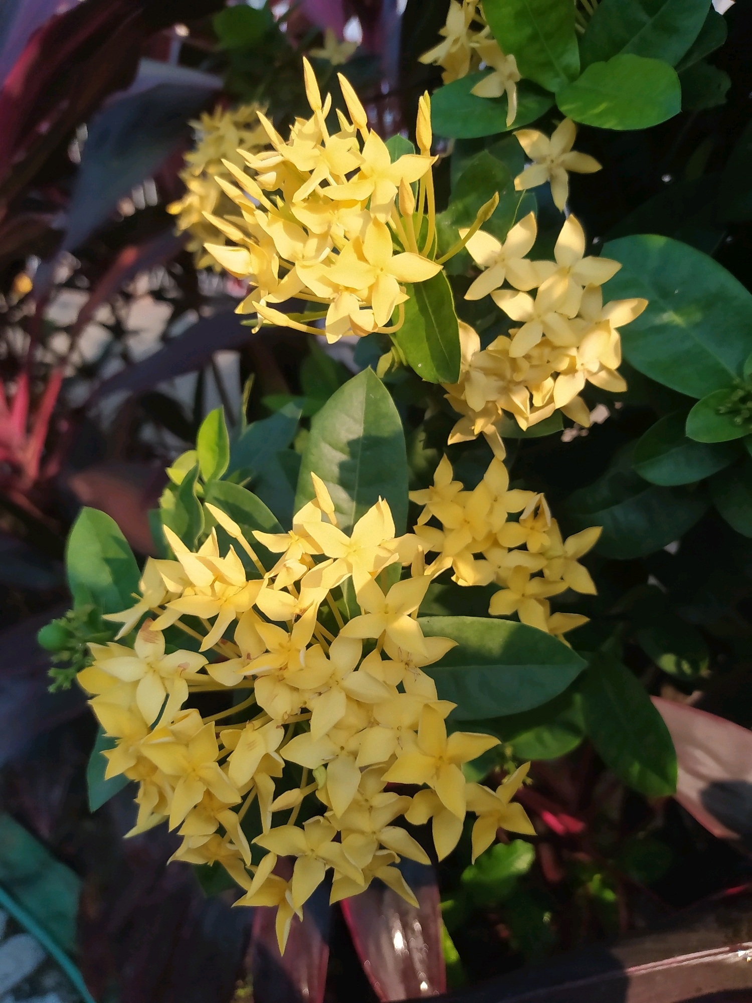 A cluster of bright yellow Ixora flowers is the focal point of this image. The flowers are small, star-shaped, and bloom in dense clusters on green stems. They are surrounded by dark green, glossy leaves. In the background, out-of-focus, are plants with deep burgundy and dark red leaves, suggesting a garden or landscaped area. The lighting suggests it is daytime, possibly late afternoon, with sunlight highlighting the yellow of the flowers and casting shadows on the leaves. The scene appears to be outdoors, possibly in a residential garden or public green space in Sroyo, Indonesia, given the Ixora's common presence in tropical climates and the context provided. There are no people or animals visible in the image. The overall impression is of a vibrant and lush floral display.