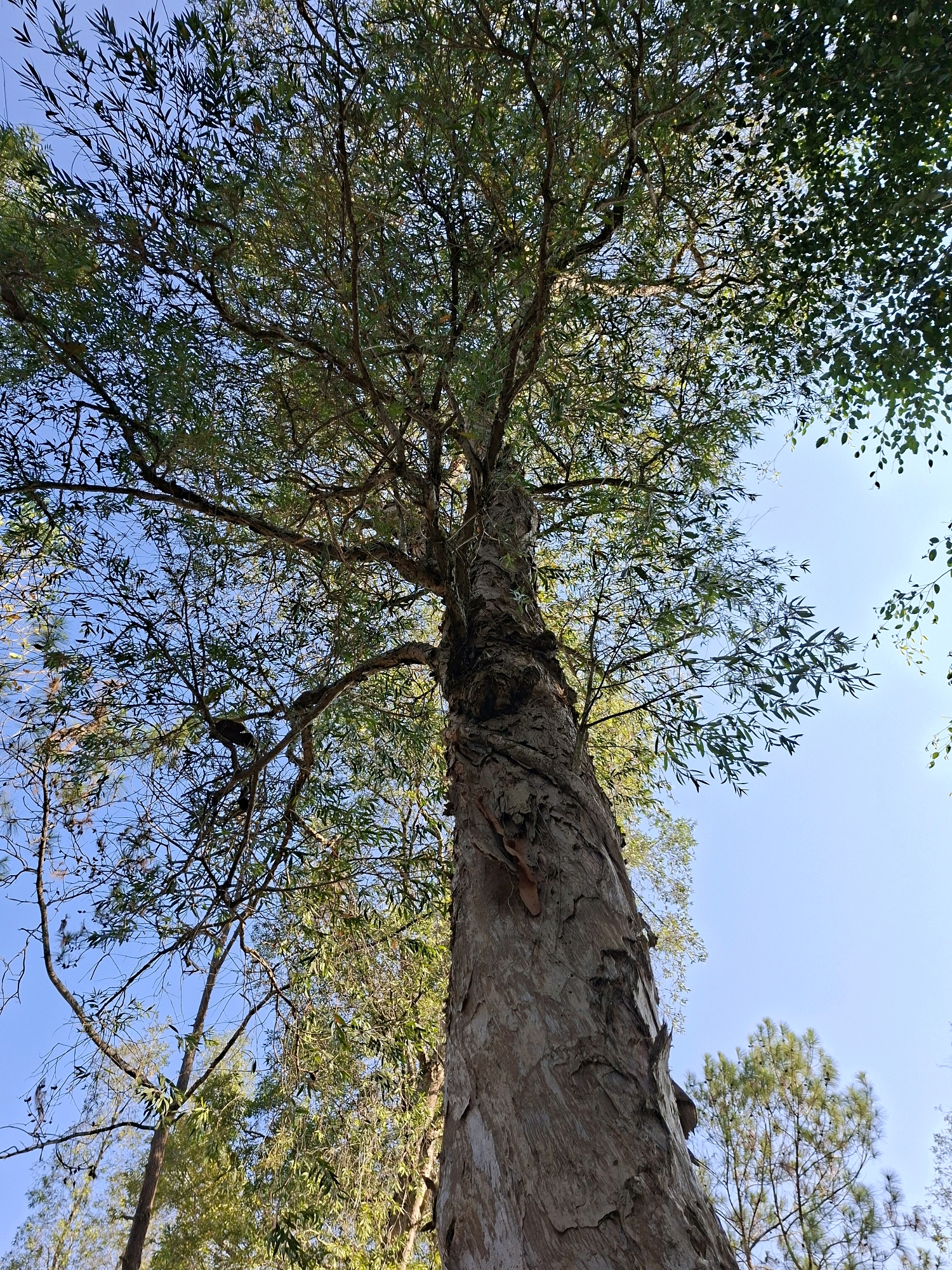 This is a low-angle, full-body, outdoor shot of a very tall eucalyptus tree against a clear blue sky. The tree's trunk is thick and textured, with rough, peeling bark. Its branches extend upwards and outwards, covered in dense green foliage. In the background, other trees are visible, their leaves also catching the sunlight. The scene appears to be located in the natural landscape of Dlingo, Indonesia. No people or animals are visible in the frame.