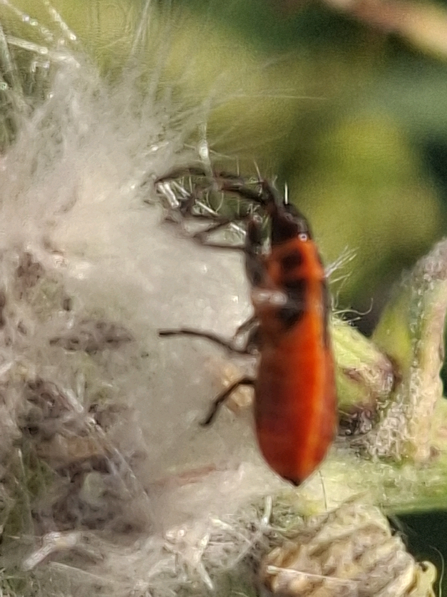 A close-up macro photograph captures a small, vibrant orange insect perched on a fluffy, white seed head. The insect has a segmented body, with darker markings on its thorax. Its antennae are visible, extending forward. The background is softly blurred, featuring shades of green and yellow, suggesting an outdoor environment like a park or garden. There is no indication of the city of Almaty, Kazakhstan, or any specific location within it. The scene is devoid of human presence or activity, focusing solely on the natural elements of the insect and plant.