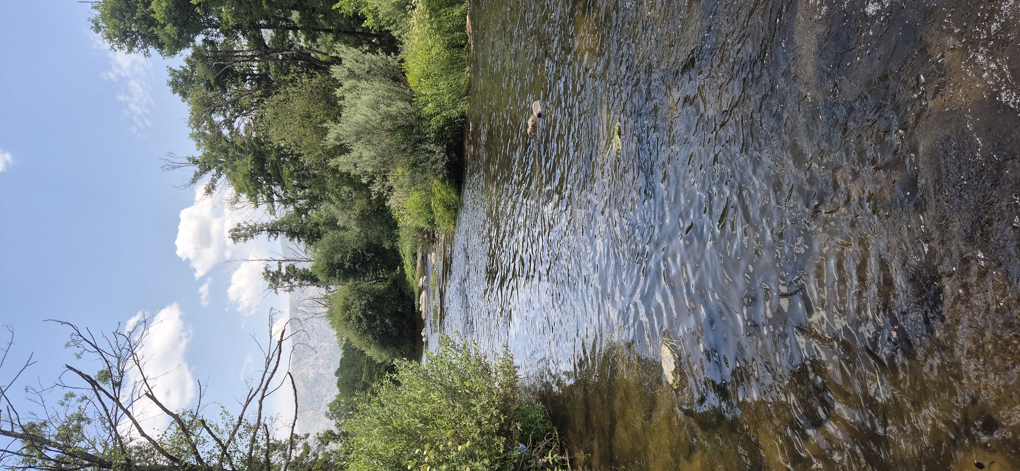 The image depicts a natural scene of a river flowing through a verdant landscape. The river occupies the majority of the frame, with its surface rippling, reflecting the sky and surrounding trees. Stones and rocks are visible along the riverbed and emerging from the water in places. The riverbanks are densely populated with lush green vegetation, including various types of trees and bushes. Some of the trees have bare branches, suggesting they might be deciduous or recently damaged. In the distance, a mountain range is faintly visible through the foliage under a bright, blue sky dotted with fluffy white clouds. The overall impression is one of a serene, natural environment on a clear, sunny day. There are no visible people or text in the image.