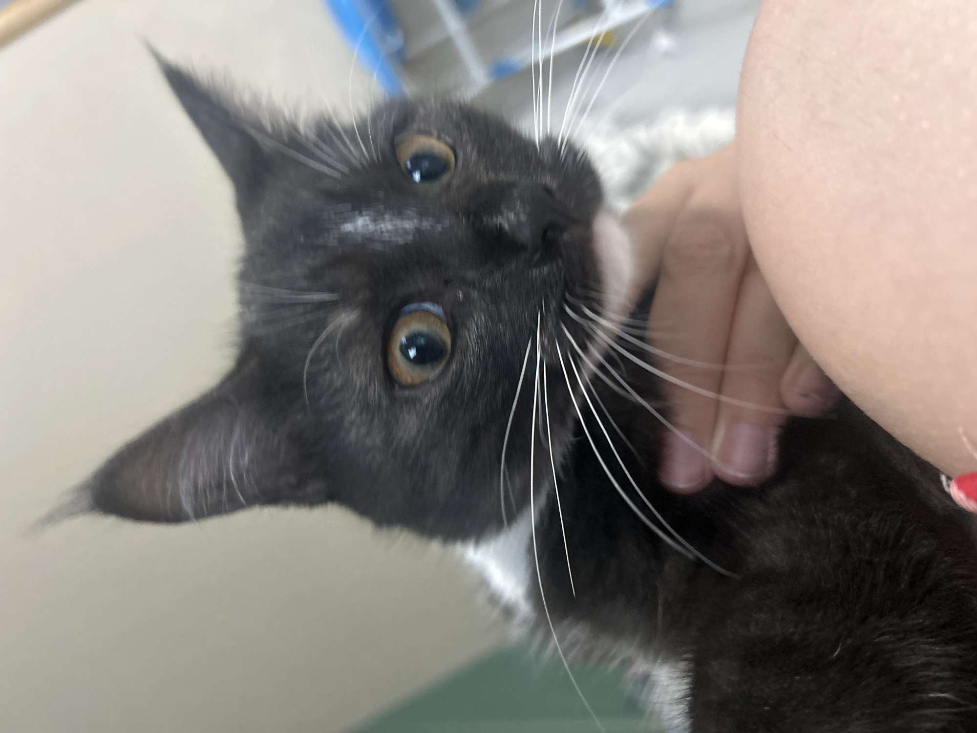 A close-up, low-angle, medium shot shows a black and white kitten being held. The kitten is looking directly at the camera with large, amber eyes. Its ears are pointed, and white whiskers fan out from its muzzle. A white patch of fur is visible on its forehead and chin, and it appears to be wearing a white collar or ruff. A person's hands are holding the kitten, with one hand gently supporting its chin and the other stroking its fur. The background is softly out of focus, showing a light-colored wall and hints of blue and white objects, possibly shelving or a cage, suggesting an indoor environment. The image is devoid of any identifiable landmarks or context that would place it in Abakan, Russia.