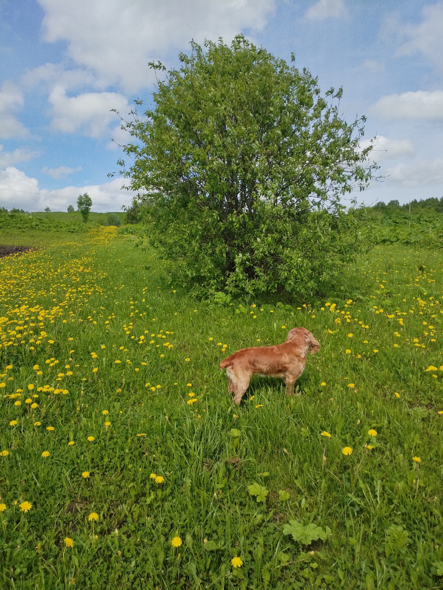 A brown cocker spaniel stands in a field of green grass dotted with yellow dandelions. A large green tree is behind the dog, and the field extends into the distance with rolling hills and scattered trees. The sky is blue with white, fluffy clouds. The location is Unknown, Unknown.
