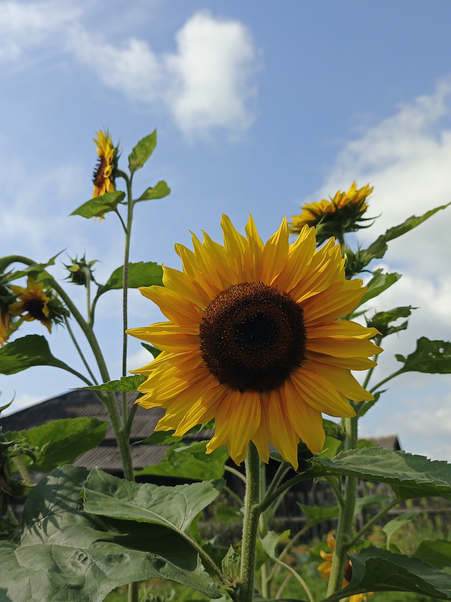 An outdoor, eye-level, low-angle, vertical, medium shot captures a vibrant sunflower in full bloom, its golden petals unfurling towards a bright blue sky dotted with soft white clouds. The sunflower's dark brown center is sharply in focus, a stark contrast to the delicate yellow petals that surround it. Behind the main sunflower, other sunflowers and their leafy green stalks are visible, some in various stages of bloom, adding depth to the scene. In the background, a rustic wooden fence and the roof of a building can be discerned, hinting at a rural or semi-rural setting. The lighting suggests it is daytime, with the sun casting gentle shadows. This photograph was taken in Medvedyovka, Russia.