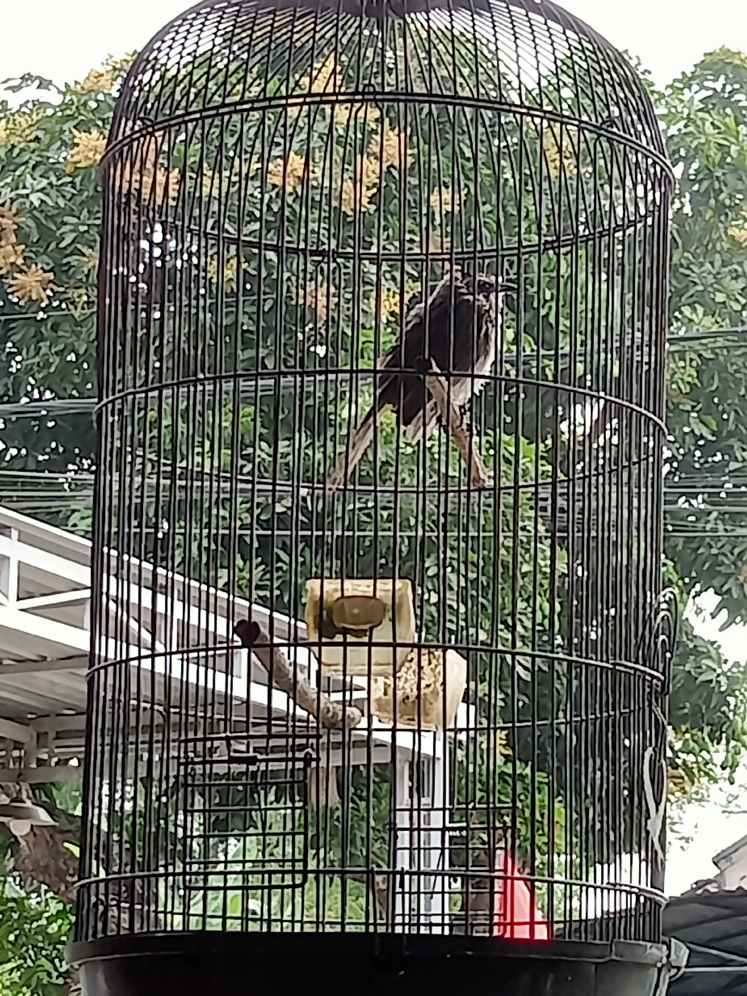A black bird with white markings is perched inside a tall, black, cylindrical birdcage. The cage has a domed top and vertical bars. Behind the cage, out of focus, is lush green foliage from trees, with some yellow flowers visible. The background also shows parts of buildings and structures, including what appears to be a white awning or roof. The image is likely taken outdoors. The bird appears to be a type of magpie-robin, possibly Oriental Magpie-Robin. The context of Simo, Indonesia is not directly evident from the visual information in the image.