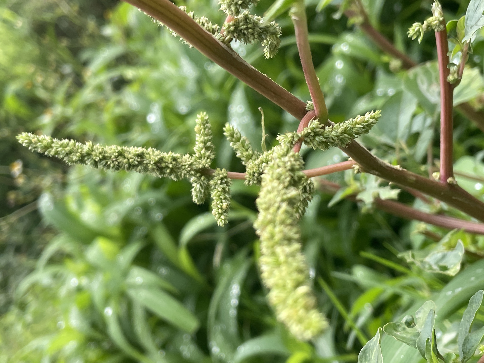 An extreme close-up shot focuses on the flowering stalks of a plant, likely amaranth, against a blurred green background of foliage. The plant's stems are reddish-brown and appear slightly fuzzy. The flower stalks are dense with small, pale green buds, some of which are elongated and spike-like, while others are clustered and rounded. The background consists of out-of-focus green leaves, some of which exhibit small, circular water droplets, suggesting recent rain or dew. The lighting is soft and diffused, indicating an overcast day or a shaded environment. The scene appears to be outdoors, possibly in a garden or natural setting within New Stadium, Nigeria. There are no people or animals visible in the frame, and the overall impression is one of natural growth and botanical detail.