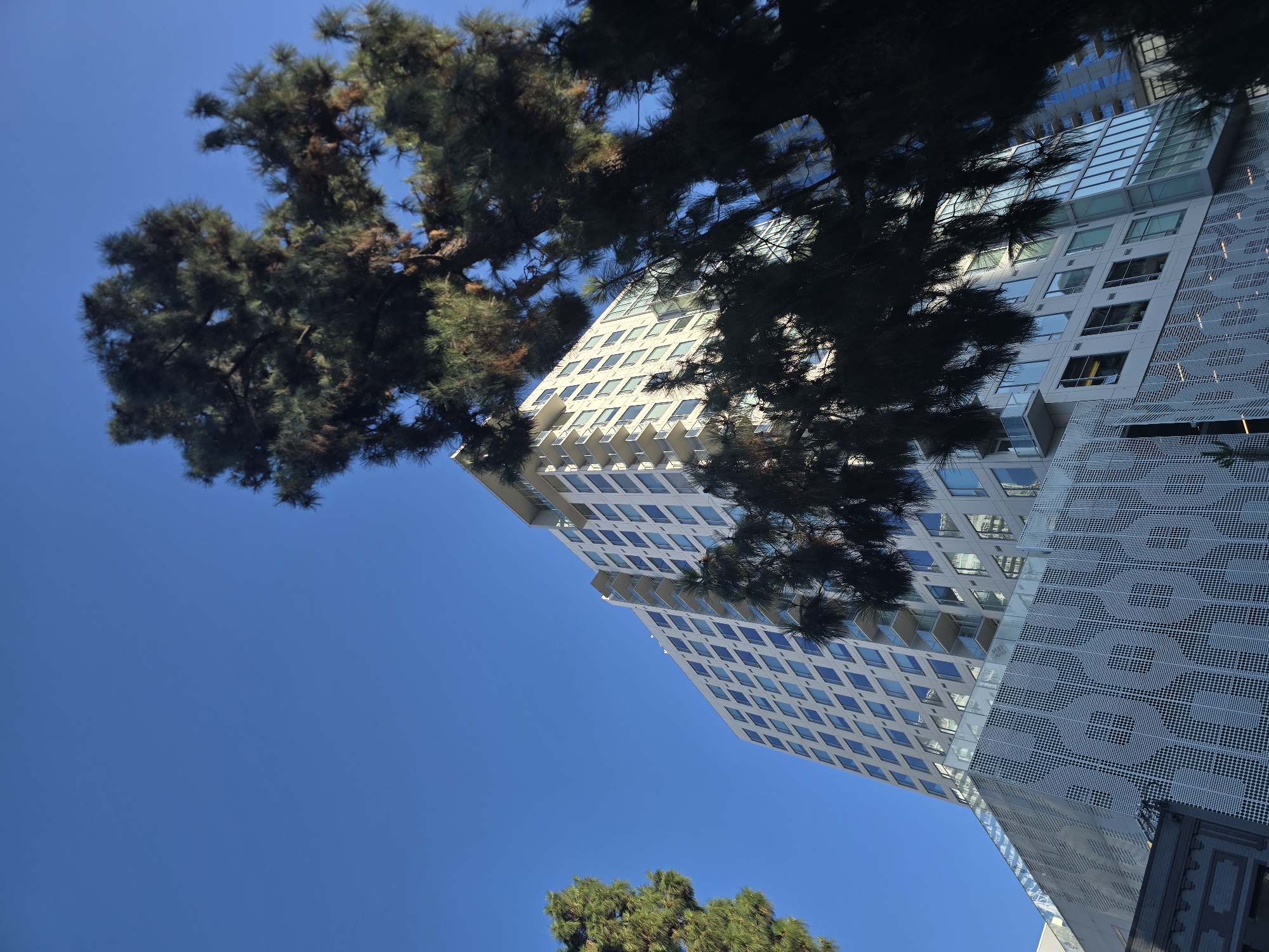 This image captures a perspective looking up at a modern, multi-story building in Los Angeles, USA. The building, primarily white with a grid of windows, is partially obscured by the dark, dense foliage of a large pine tree in the foreground. The tree's branches and needles create a stark contrast with the clear blue sky and the geometric lines of the architecture. To the left, another tree with lighter green needles is also visible. The building features balconies on some floors and a lower section with a decorative perforated metal facade. The scene appears to be set in an urban environment, with the architectural style suggesting a relatively new construction.