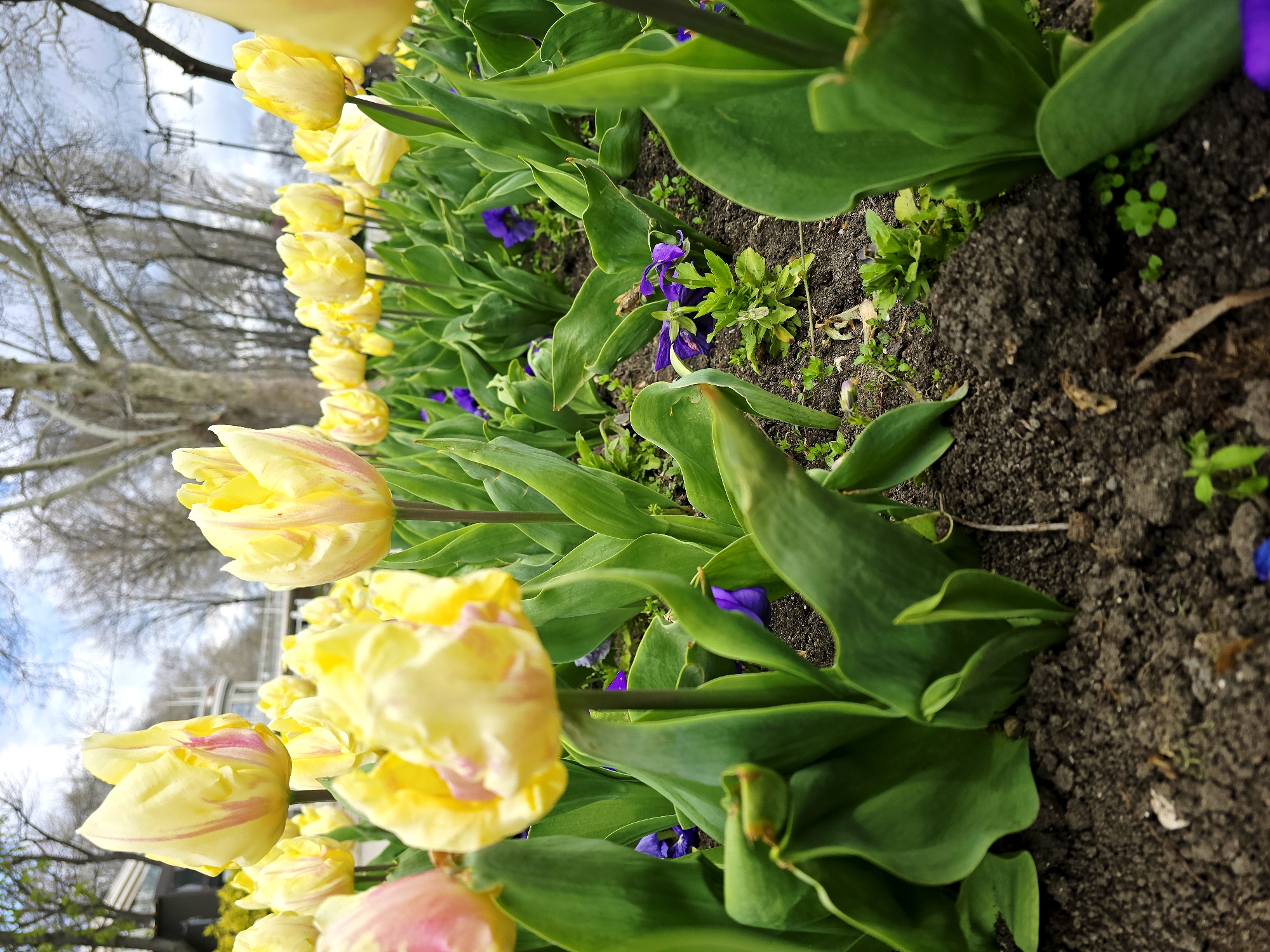 A ground-level, close-up shot displays a row of yellow tulips with pink stripes and green leaves, interspersed with small purple flowers. The tulips are aligned from the lower left corner of the frame, extending towards the upper left. Behind the tulips, bare tree branches reach towards a cloudy sky. The flowers are planted in dark soil, which is visible between the plants. The location is Varna, Bulgaria, suggested by the type of flora and potential city environment visible in the background.