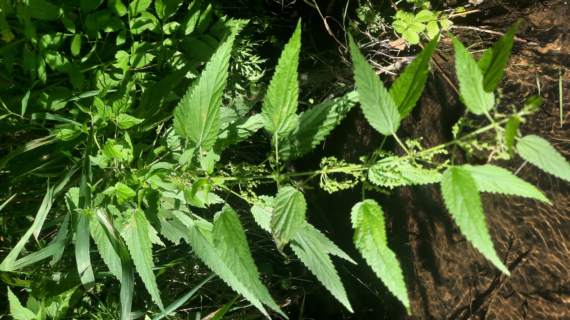 The image shows a close-up view of stinging nettle plants growing along the edge of a shallow, sunlit stream. The plants are lush and green, with serrated leaves and small, budding flowers. The water is clear, with a sandy or muddy bottom visible through the rippling surface. The surrounding vegetation is dense and appears to be natural, suggesting an uncultivated area. There are no people or man-made structures visible in the image. The lighting suggests it is daytime, with direct sunlight casting shadows. The scene evokes a natural, riparian environment.