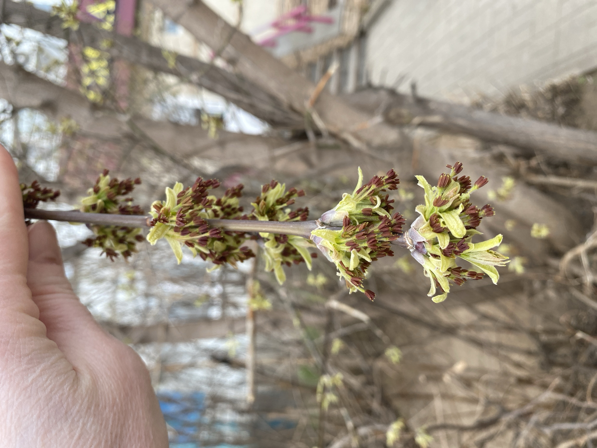 A close-up shot depicts a branch of a tree in early spring, held by a hand. The branch is characterized by clusters of burgeoning buds and nascent leaves. These clusters consist of small, reddish-brown flower buds mingled with very pale green leaves just beginning to unfurl. The background is blurred, but shows other branches of the tree and what appears to be a multi-story building. Based on the metadata, the location is Chaikovsky, Perm Krai, Russia.