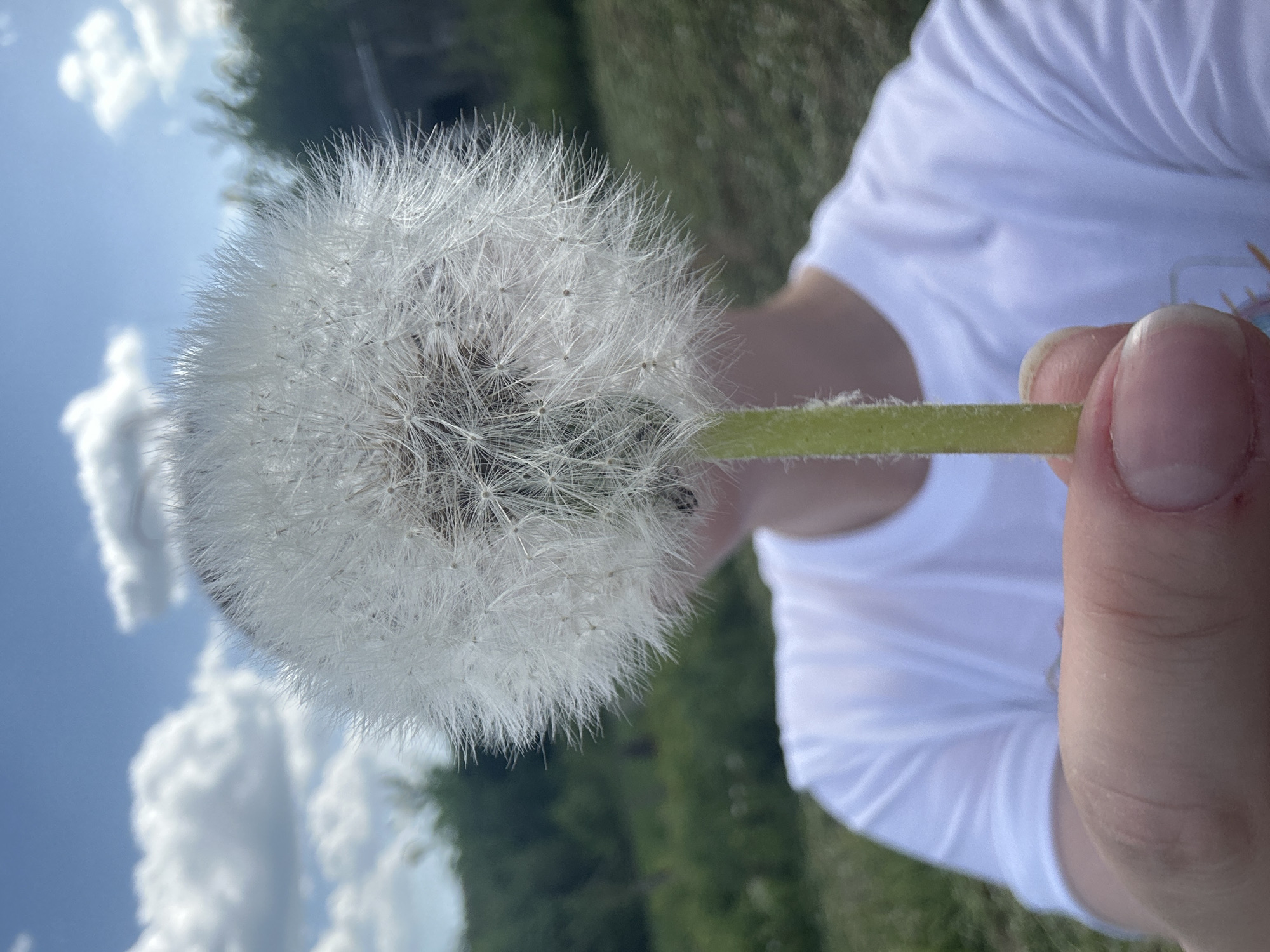 A person holds a dandelion seed head in their fingers. The seed head is large and white, with many seeds ready to be dispersed. The stem is green and fuzzy. The person is wearing a white shirt. In the background, there is a field of green grass, trees, and a blue sky with white clouds. The image was taken during the daytime. It's not possible to determine the location as Фоки, Russia.