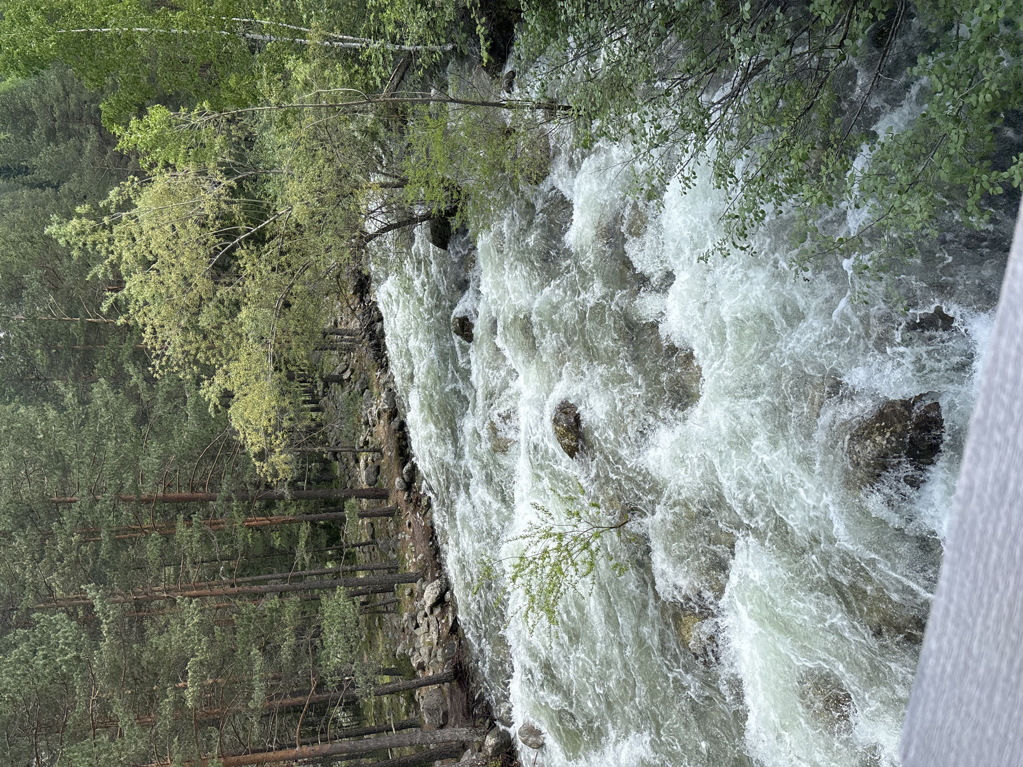 A high-angle shot captures a fast-flowing river with numerous white-water rapids, characteristic of a mountain stream, in the Beli Iskar region of Bulgaria. The river occupies the central and lower portions of the frame, coursing over a rocky bed, causing significant turbulence and aeration of the water, creating white foam. The water itself appears a milky green-grey in calmer sections.

On the left bank, a dense forest of tall, slender evergreen trees, primarily conifers (likely pines), stands on a rocky incline. Scattered rocks are visible along the river's edge and within the forest floor. A small deciduous shrub with bright green leaves is rooted directly in the riverbed, resisting the current near the center-left.

The right bank features a mix of vegetation. Near the upper right, taller evergreen trees are visible in the background, similar to those on the left bank. In the mid-ground and foreground right, several deciduous trees with lighter green foliage are present, including one with distinctive pale bark (possibly a birch). The immediate foreground on the bottom-right shows dense leafy branches obscuring part of the river.

A grey, somewhat textured surface, consistent with a railing or the edge of a viewing platform/bridge, occupies the bottom-left corner and extends slightly towards the bottom center, indicating the vantage point of the photographer is elevated above the river. The overall scene depicts a vibrant natural landscape, devoid of human presence. The lighting is diffused, suggesting an overcast day or shaded conditions.