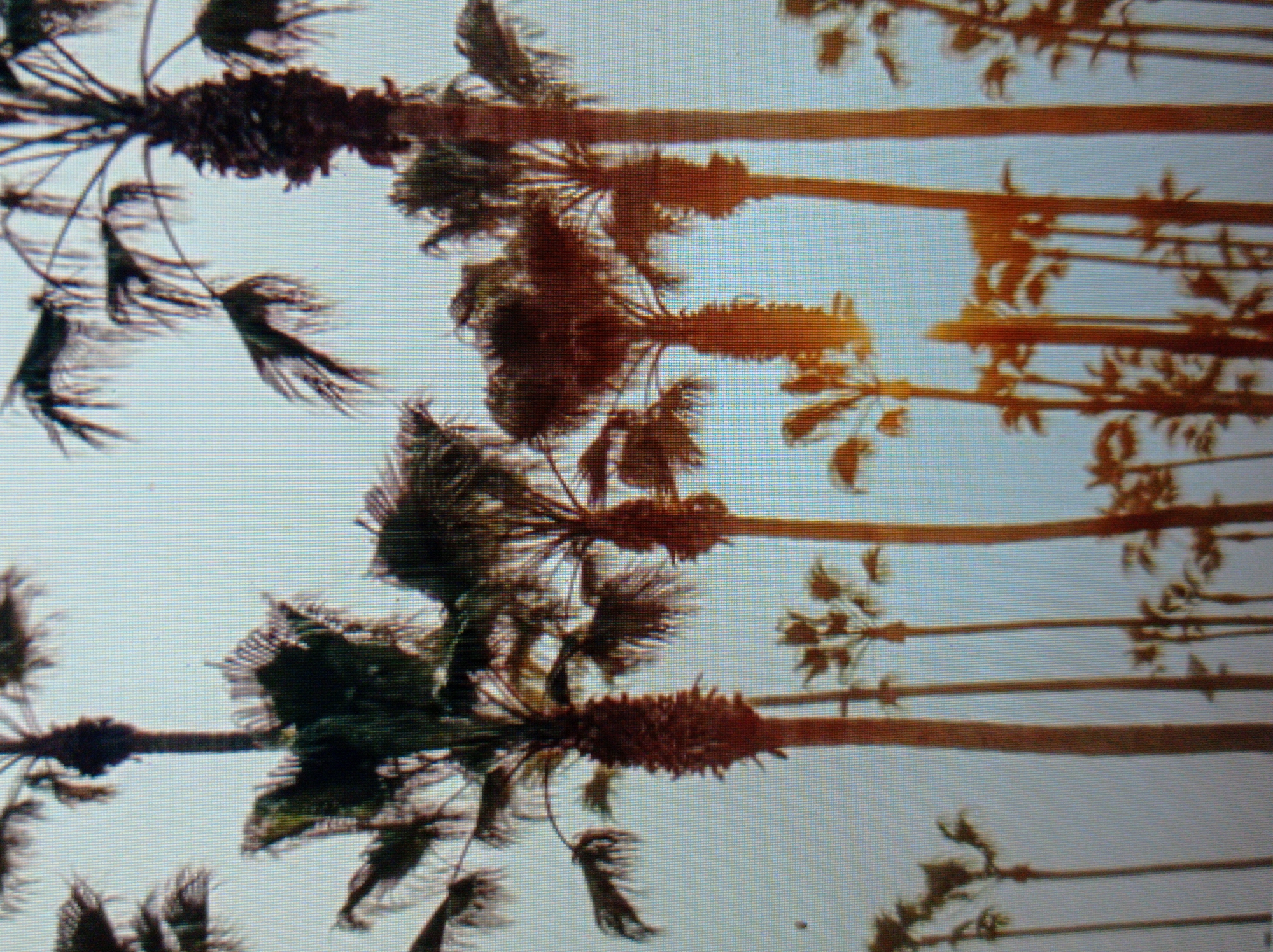 The image depicts a collection of palm trees silhouetted against a pale sky. The trees vary in height and density, with some larger, more prominent specimens in the foreground and smaller ones further back. The fronds of the palm trees are wispy and create a textured pattern against the light background. The overall impression is one of a sunny, possibly tropical or subtropical environment. There is no indication of the city of Mukachevo, Ukraine, or any people in the image.