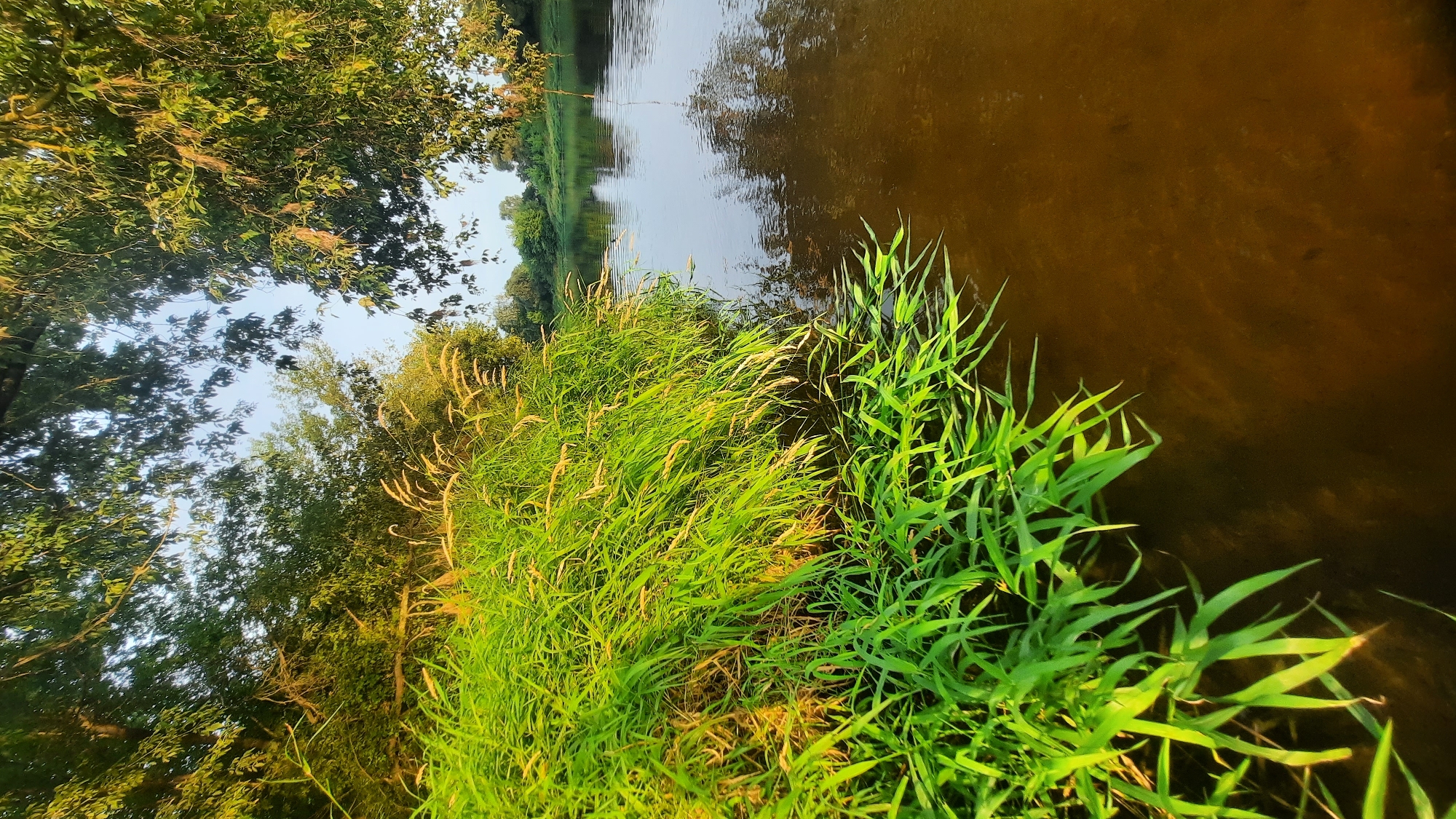 The image shows a sunlit riverbank in Shklov, Belarus. Lush green grass and reeds grow along the edge of the water, with some of the grass blades hanging over the surface. The river is calm and reflects the surrounding trees and the sky. In the background, more trees line the opposite bank, creating a serene natural landscape. The lighting suggests it is either early morning or late afternoon, with the sun casting a warm glow. There are no people or man-made structures visible in the immediate vicinity, emphasizing the natural beauty of the location.