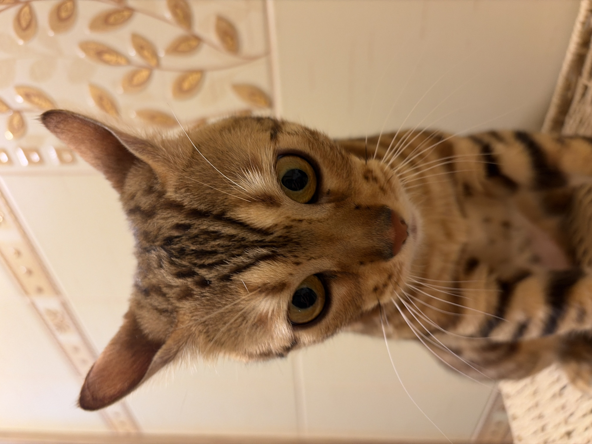 A close-up shot of a Bengal cat's face. The cat's head is positioned towards the top left of the frame with its face angled towards the viewer. The cat has golden-brown fur with dark spots and stripes, characteristic of Bengal cats. Its eyes are a vibrant yellow-green with black pupils, and long, white whiskers extend from its muzzle. The background is out of focus. The upper-left corner shows decorative tiles with an off-white base and gold-colored leaf patterns. The upper-right corner appears to show part of a woven structure, potentially a cat tree or basket. The location of the photo is unknown, including whether it was taken in Krasnoyarsk, Russia.