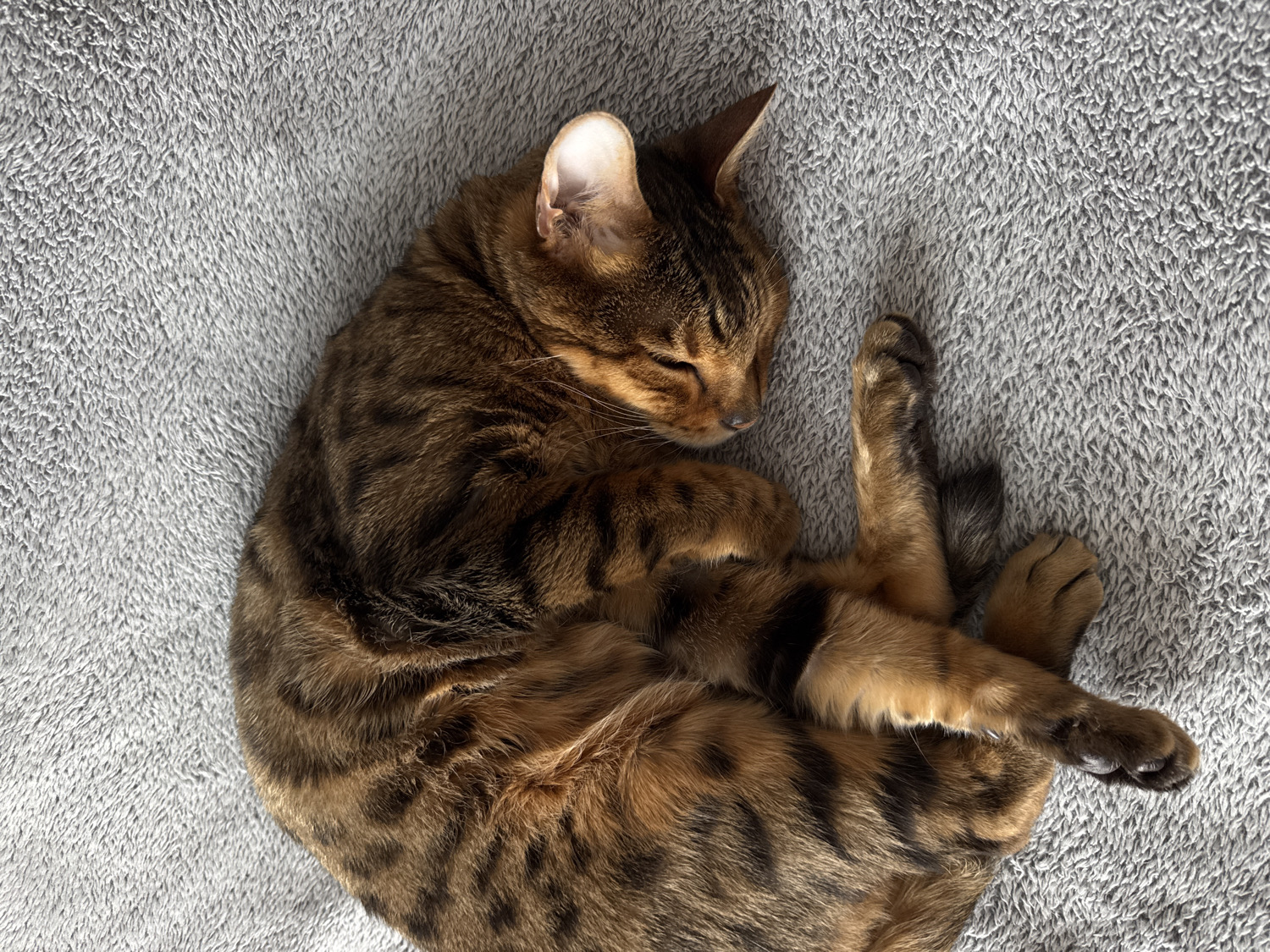 A Bengal cat is captured in a high-angle, close-up shot, sleeping soundly on a soft, textured light grey blanket or towel. The cat is curled into a compact, relaxed ball, with its head resting near its paws and its eyes gently closed. Its distinctive short fur features rich brown and black spotted and marbled patterns, characteristic of the Bengal breed, with lighter, warmer brown tones visible on its face, paws, and underside. Several paws are visible, tucked close to its body, one gracefully extended. The cat's ears are relaxed and slightly flattened against its head. The entire frame is filled by the cat and the soft grey fabric, emphasizing the tranquility of the moment. The lighting is gentle and diffused, suggesting an indoor setting without direct sunlight, contributing to the peaceful atmosphere. No discernible time of day, weather, or specific location cues are present beyond the immediate setting. The cat appears deeply comfortable and serene in its sleep. No text is visible in the image.