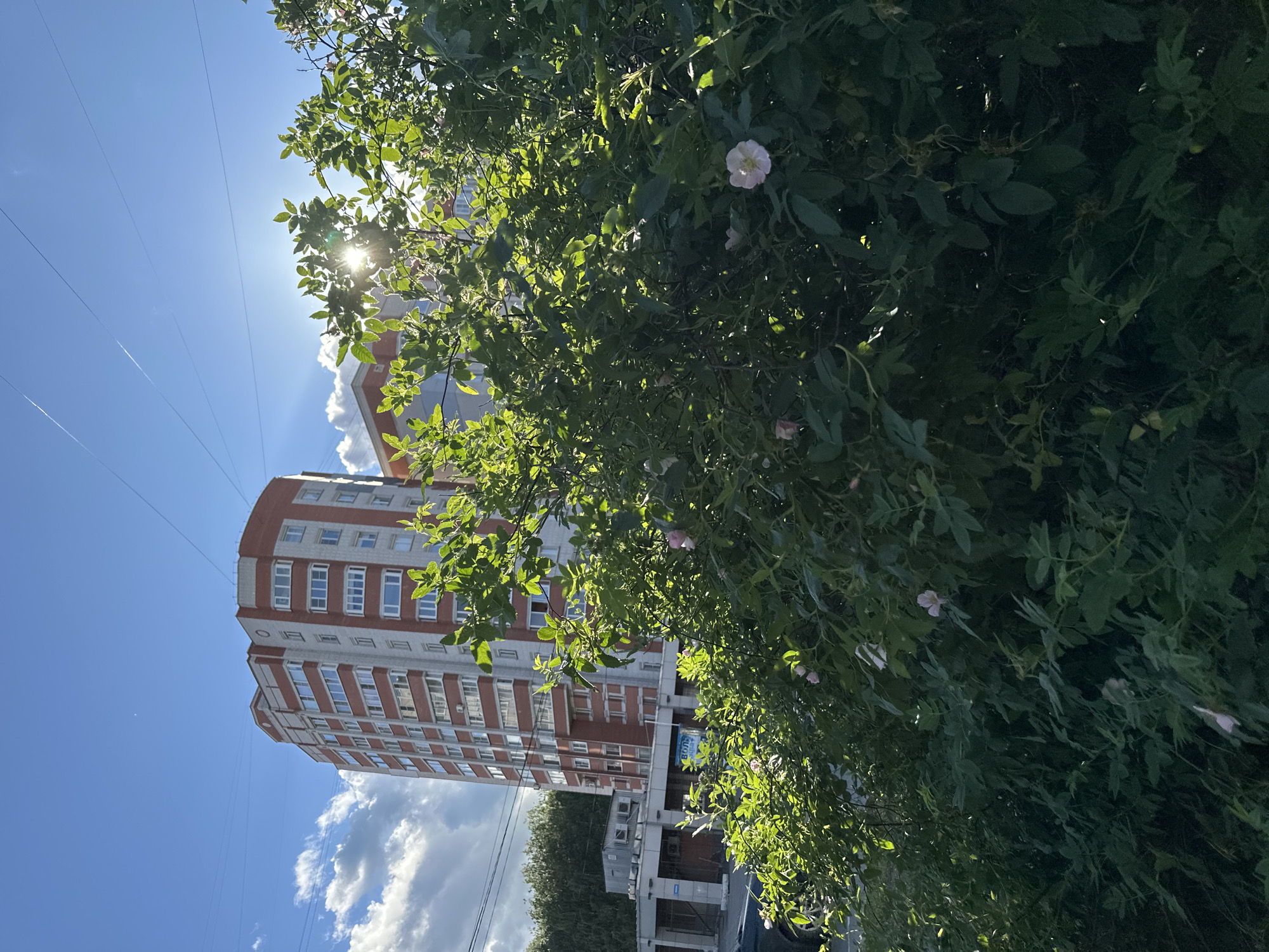 The image captures a scene in Rogozkino, Russia, on a bright, sunny day. The primary subjects are a tall, multi-story apartment building with a red and white facade and lush green foliage, including flowering plants, in the foreground. The building appears to be modern, with numerous windows and balconies.
The sun is shining brightly, creating a lens flare effect as its rays filter through the leaves of the trees. The sky is a vibrant blue, with a few scattered white clouds adding depth. The foliage is dense and healthy, with delicate pink flowers visible among the leaves, suggesting it is springtime or summer. The angle of the sun indicates it is likely daytime, possibly late morning or afternoon.
The composition is dominated by the natural elements of the tree and the architectural presence of the apartment building. The juxtaposition of the man-made structure and the natural growth hints at a residential area where nature is integrated into the urban landscape. There is no visible text in the image. The overall impression is one of a serene and pleasant day.
