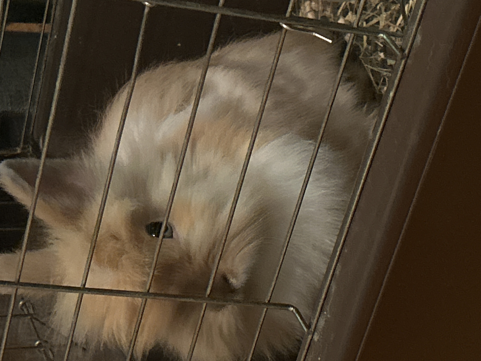 A light-colored rabbit is confined inside a wire cage. The rabbit appears to be resting, with one ear visible and an eye open. Hay or straw bedding is present in a corner of the cage. The cage is positioned indoors, with a dark brown backdrop. The image does not contain information about the city of Sofia, Bulgaria.