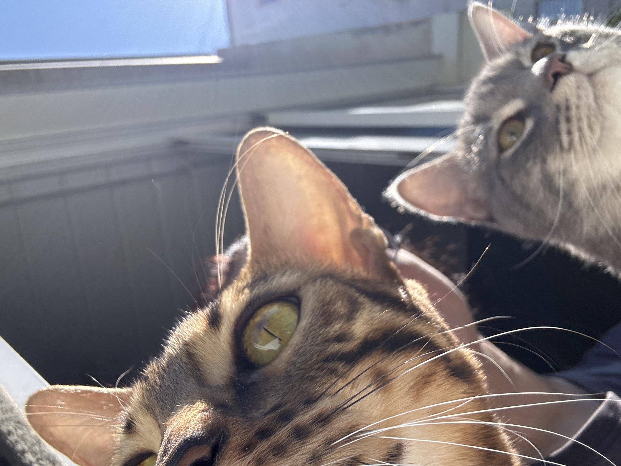 Two cats are in close proximity, one brown and black with green eyes, and the other gray with lighter eyes. The cats appear to be outside, with a building visible in the background. The location is unknown.