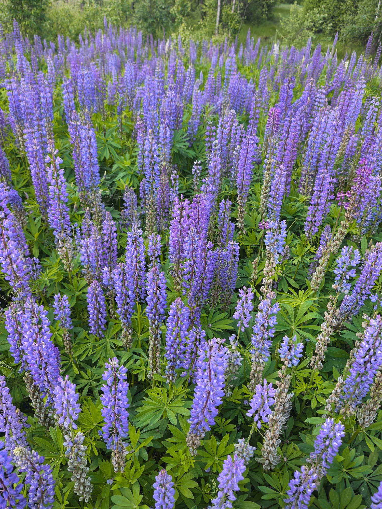 An overhead, medium shot captures a dense field of purple lupine flowers in bloom, interspersed with vibrant green foliage. The flowers stand tall and upright, their blossoms forming conical spikes in varying shades of lavender and violet. Some flower stalks show signs of wilting, with dried seed pods visible amongst the fresh blooms. The background consists of a blurred expanse of green trees and vegetation, suggesting a natural, outdoor setting. The scene appears to be in the city of Unknown, Russia.