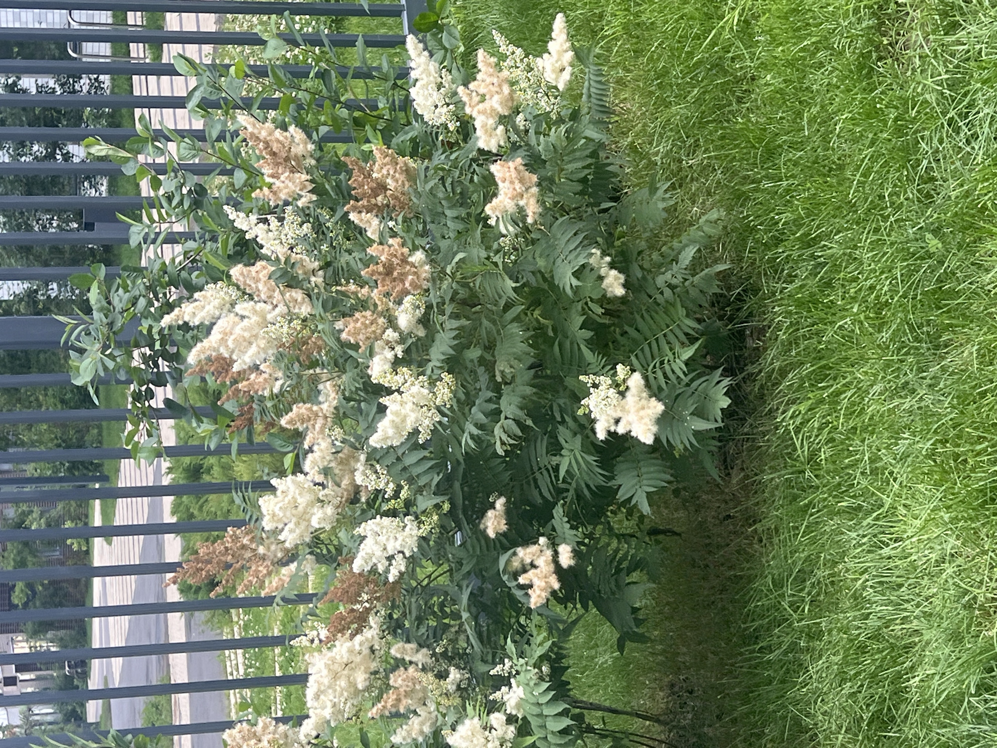 In Yanino-1, Russia, an ornamental shrub with feathery white and brown plumes is situated in front of a dark metal fence. The shrub has dense, dark green foliage with compound leaves. The plumes, some fluffy and white, others dried and brownish, are clustered at the tops of branches. The background behind the fence shows a paved walkway and buildings. The foreground consists of a manicured green lawn. The lighting suggests it is daytime.