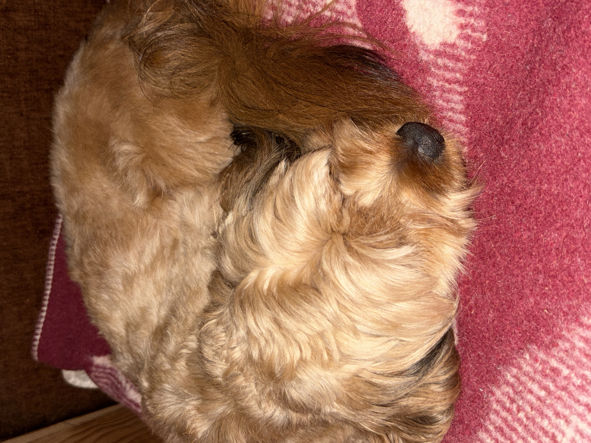 A fluffy, light brown dog is curled up asleep on a red and white plaid blanket. The dog's head is tucked in, and its tail is wrapped around its body. The dog's fur is a mix of light brown and tan, and its nose is black. The blanket is made of a soft, woven material. The background is blurred, but appears to be a dark brown surface, possibly furniture. The image was taken indoors.