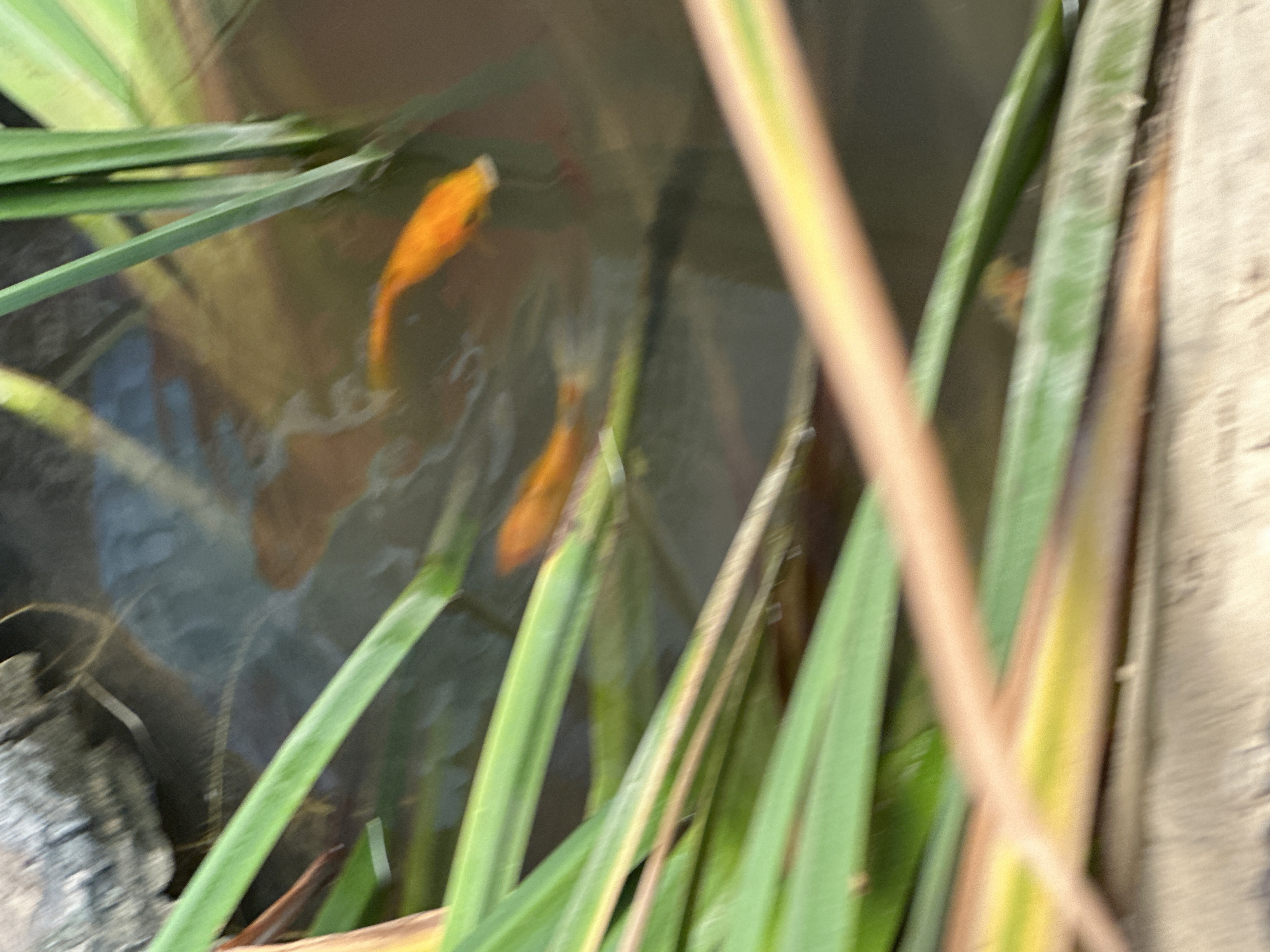 The image shows a close-up view of a pond, likely in a residential garden, with two goldfish visible swimming beneath the surface of the murky water. Tall green reeds or grasses surround the pond, with some of these plants extending into the foreground and obscuring parts of the scene. The lighting suggests it is daytime, with reflections on the water's surface. The overall impression is of a natural, tranquil setting within a garden environment. This scene is consistent with a private backyard in the Zvulun Regional Council, Israel, given the typical vegetation and the presence of ornamental fish in garden ponds in the region.