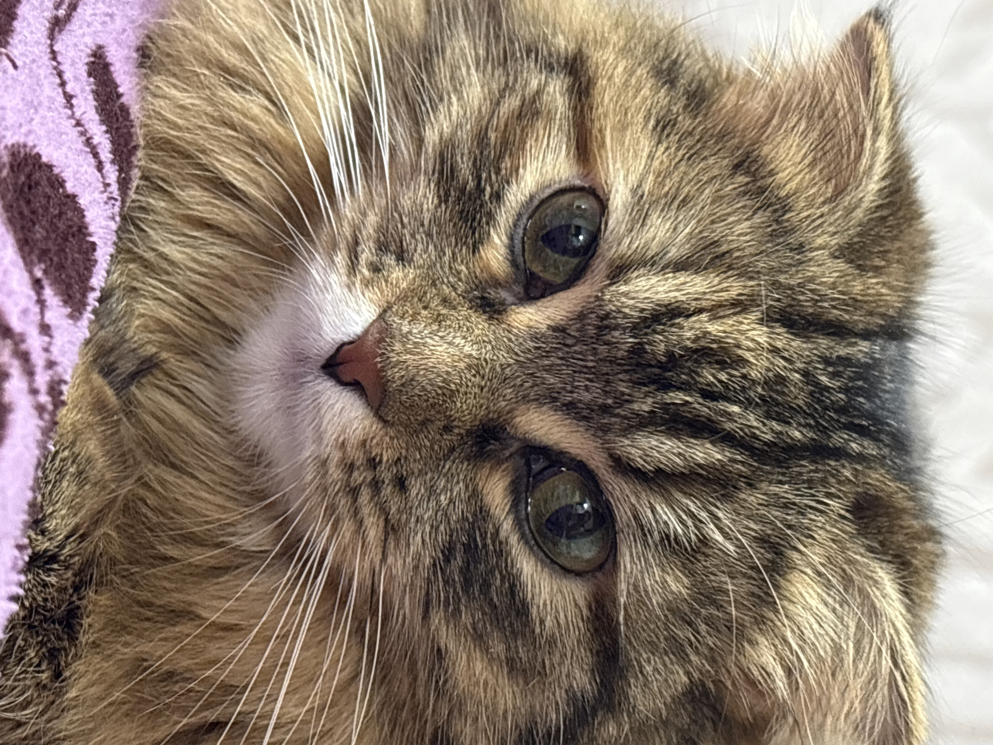 A close-up portrait shows the head of a domestic cat, likely a tabby, filling most of the frame. The cat has long, soft fur with a mix of brown, black, and cream stripes and patches. Its large, round eyes are a striking green or amber-green, appearing alert and looking directly towards the viewer. The pupils are vertically constricted, suggesting adequate lighting. A small pinkish-brown nose and numerous long, white whiskers extend from its muzzle. The cat's head is tilted slightly. To the left, a purple fabric with a subtle darker patterned stripe is visible, suggesting the cat is resting on it, possibly a blanket or soft surface. The background on the right is out of focus and appears light-colored. The lighting is soft and even, highlighting the texture of the cat's fur. The scene depicts a calm indoor moment with the cat as the sole subject. No human subjects or visible text are present. This image was captured in Perm, Russia.