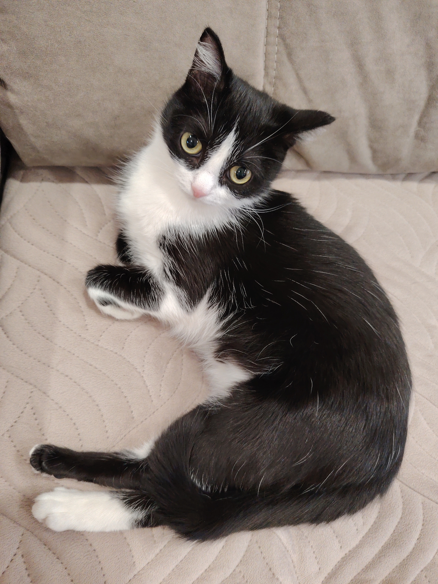 A black and white kitten lies on a light beige couch, looking up at the camera with yellow eyes. It is curled up with its front paws crossed. The couch has a quilted texture. The environment appears to be indoors.