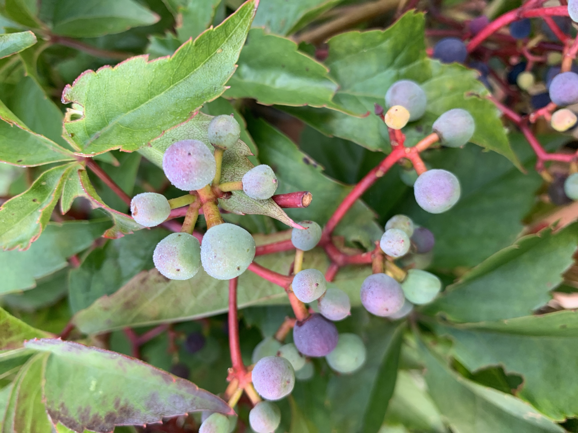 A close-up, natural light photograph captures a cluster of ripening berries and green leaves. The berries are varied in color, ranging from pale green and light purple to a few deep purple ones, some with a slightly fuzzy texture and a dew-like sheen. They are attached to thin, red stems that form a branching structure. The leaves are a vibrant green, some with reddish edges and slightly ragged or torn margins, indicating natural wear or insect activity. The background is filled with more green leaves, creating a dense, organic composition. The image appears to be taken in an outdoor setting, likely a garden or natural area, with no discernible urban elements suggesting it is not within the city of Kapyĺ, Belarus.