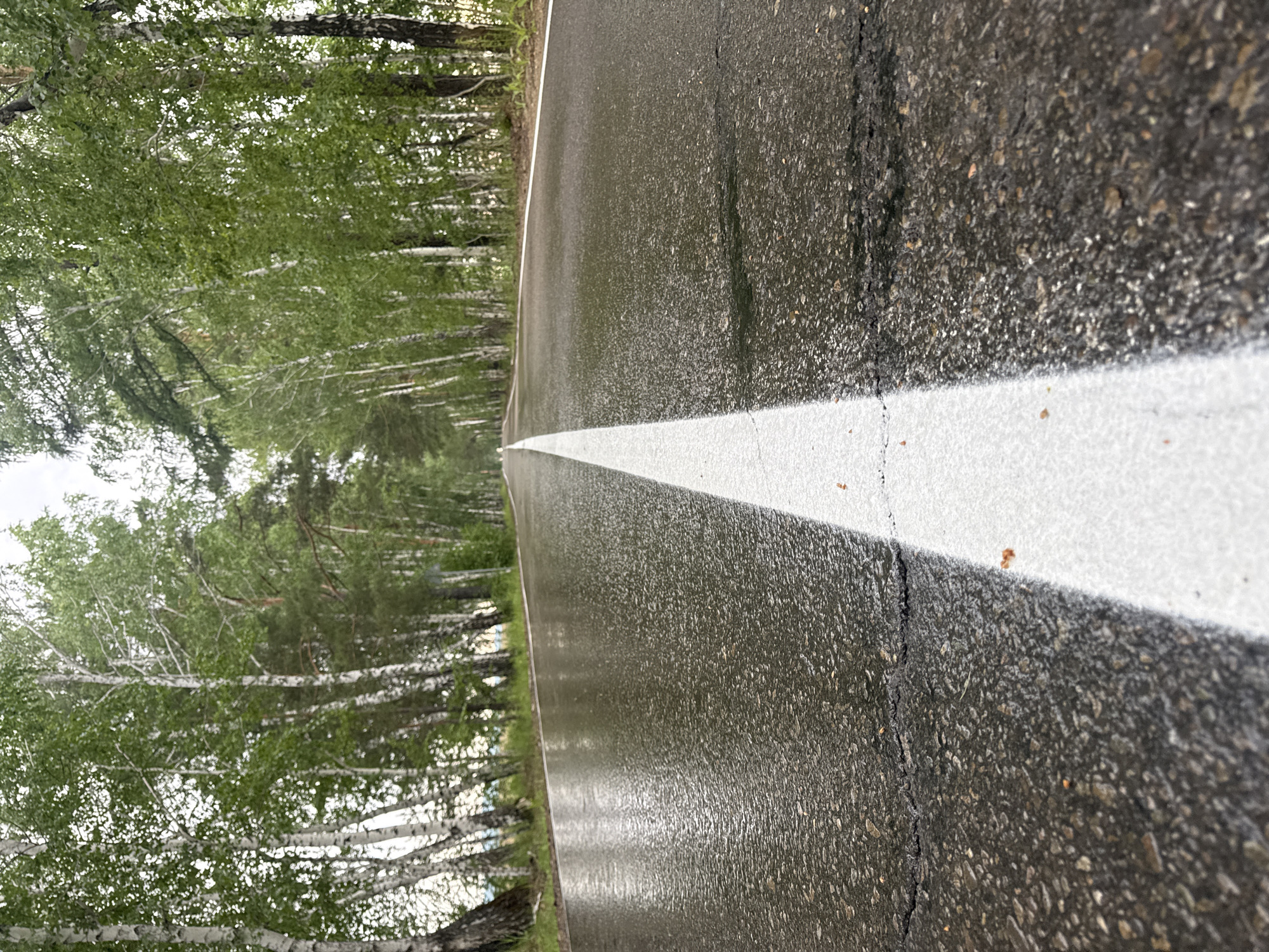 This is an image taken outdoors in Savvateevka, Russia. The primary subject is a wet asphalt road with a prominent white line marking the lane. The road is flanked by a line of trees, predominantly birch trees with their characteristic white bark, and lush green foliage. The perspective is low to the ground, looking down the length of the road, which recedes into the distance.
The wetness of the road suggests recent rainfall or damp conditions, and the overcast sky implied by the lighting indicates it may be a cloudy day. The scene appears to be a rural or semi-rural setting, possibly a road leading through a forest or park. There are no people or vehicles visible, suggesting a quiet or deserted moment. The overall mood is serene and natural, with the texture of the asphalt and the soft greenery of the trees creating a contrast. No text is visible in the image.