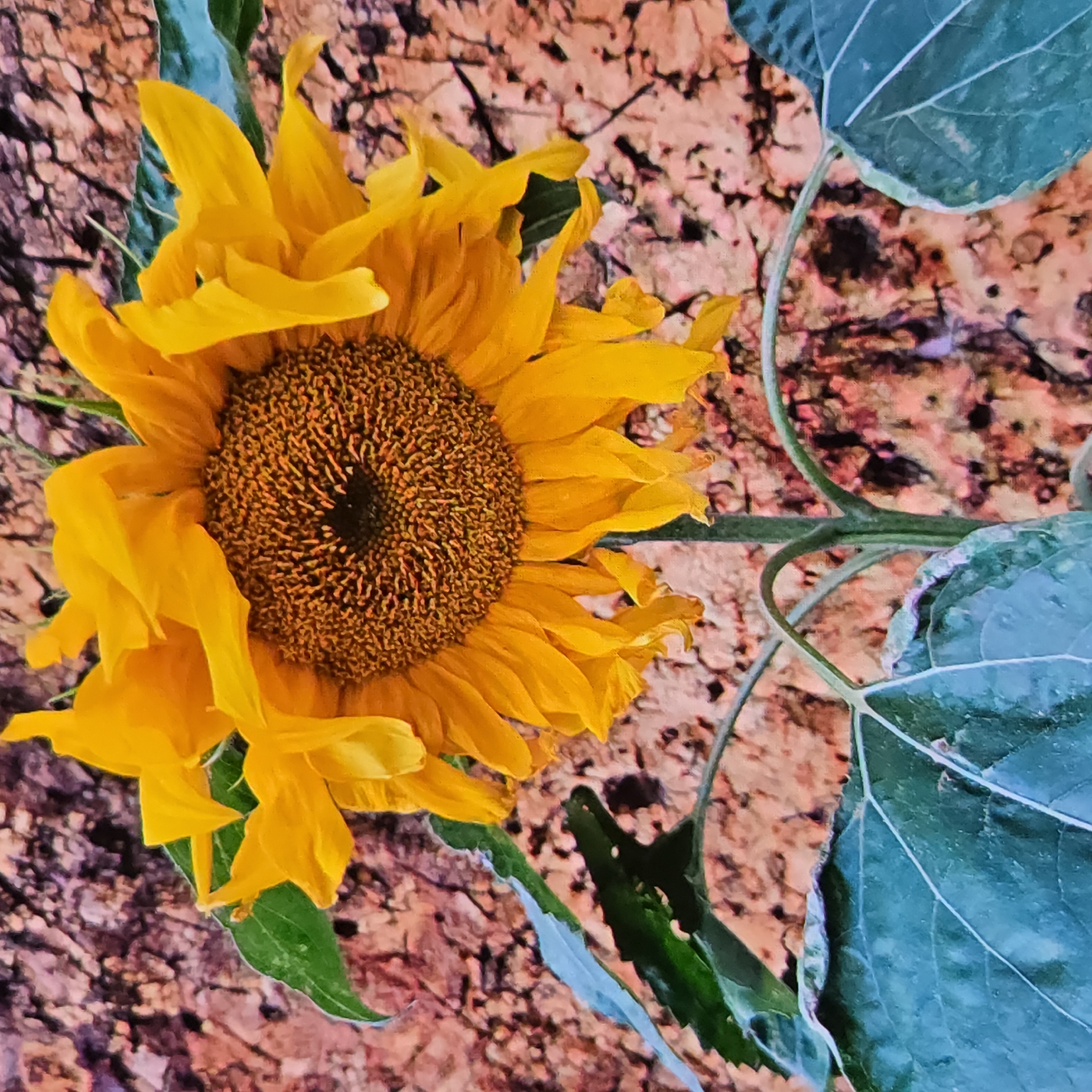 A close-up shot captures a large sunflower with vibrant yellow petals against a textured, earthy-toned background. The sunflower's center is a dark brown, intricately patterned disc. Large, dark green leaves frame the lower portion of the flower, their veins clearly visible. The background appears to be a rough, textured surface with shades of brown, pink, and orange, possibly a stone wall or bark. The lighting is even, highlighting the textures and colors of the sunflower and its leaves. There are no people or animals visible in the image. The image does not provide any information about its location in Vladimir, Russia.