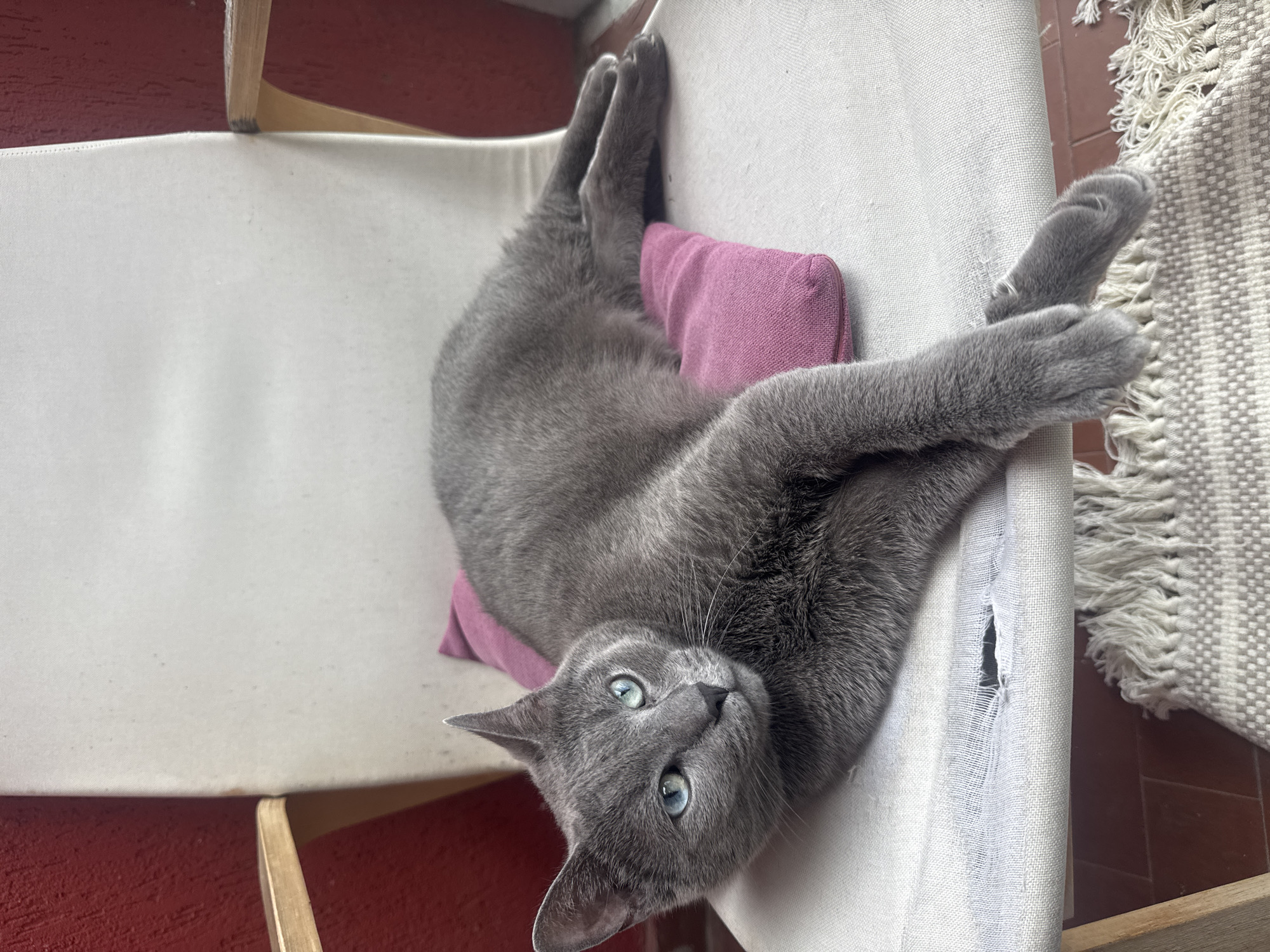 A medium shot depicts a gray cat lounging on a white chair with a pink cushion. The cat's blue eyes are directed towards the camera. The chair has wooden armrests, and the fabric on the seat appears worn, with a visible tear. A white rug with tassels is partially visible in the background. The floor is tiled in a reddish-brown color. The location is Budva, Montenegro.