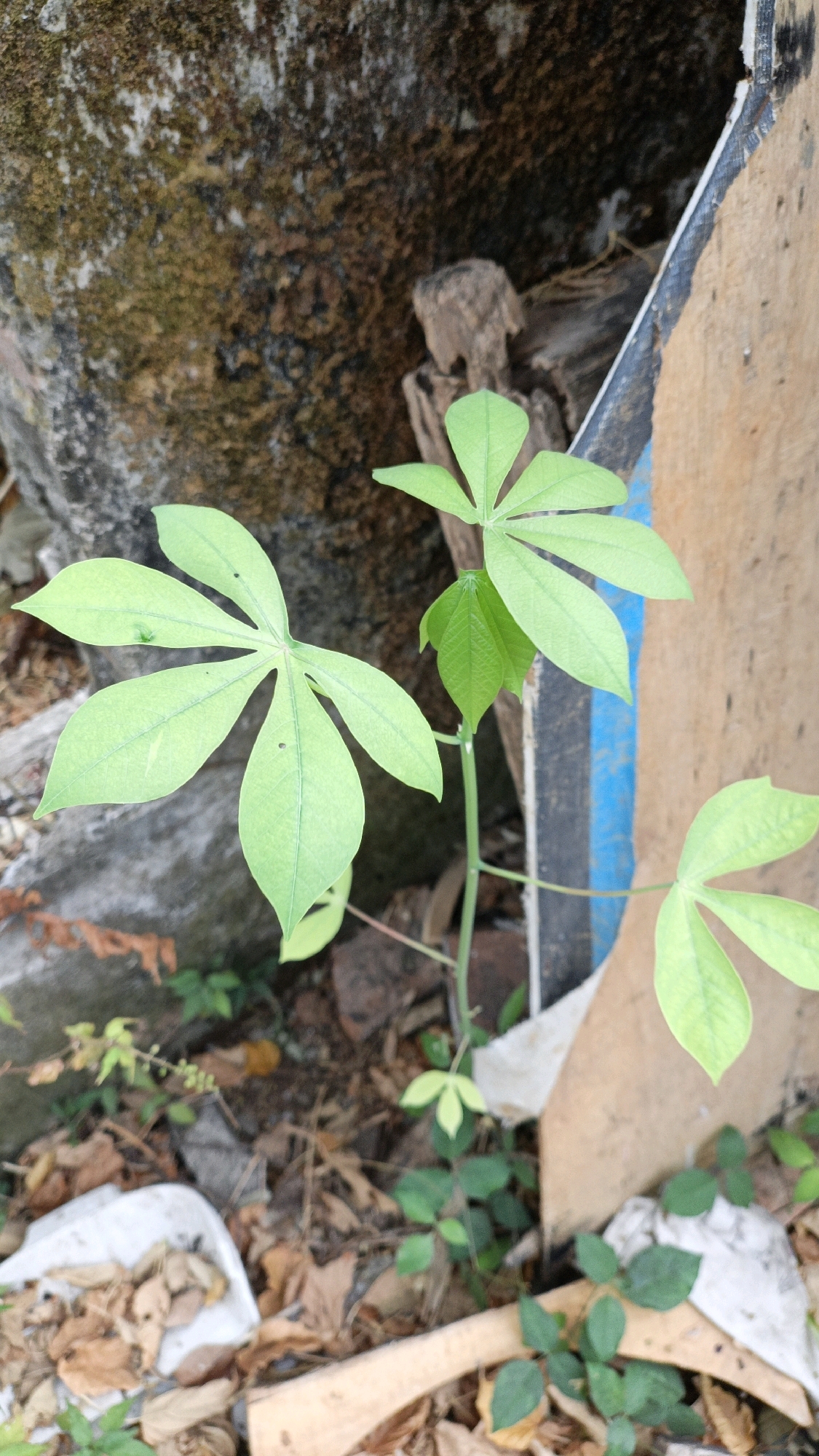 In Cikal, Indonesia, a close-up, eye-level shot captures a young cassava plant growing amidst debris. The plant features several large, palmate leaves, with two prominent leaves in the foreground on the left and another on the right. The leaves are a light green, with visible veins and a few small holes. A smaller cluster of compound leaves is visible on a central stem, reaching upwards.
The background is a textured mix of organic and inorganic materials. To the left, a rough, moss-covered stone surface dominates, with hints of dry leaves and soil at its base. To the right, a piece of damaged wood or cardboard, with a blue and white striped edge, stands vertically. Scattered on the ground are dry leaves, pieces of white plastic debris, and some smaller green plants. The overall environment suggests an outdoor setting, possibly an abandoned or neglected area within the city. No people are present in the image.