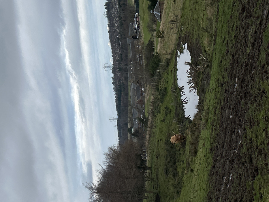 The image displays a hilly, muddy, and grassy landscape under an overcast sky within the City of Edinburgh, United Kingdom. In the immediate foreground, a dark, churned mud expanse dominates, transitioning into patches of green grass. A light-colored Highland cattle, distinguished by its shaggy fur and prominent horns, stands on a muddy, grassy slope in the lower-middle left, facing towards the viewer. Adjacent to the cattle is an irregularly shaped puddle or pond reflecting the grey sky, with numerous cut wooden stumps protruding vertically from its edges. To the left, several bare deciduous trees are visible.
In the midground, a wire fence runs across the terrain. To the right, a small, circular brick building with a dark, conical roof is situated on a grassy slope. The background features a cluster of multi-roofed, light-colored stone buildings, possibly a converted farm or estate, with several parked vehicles in an adjacent lot. Beyond these structures, a tree-covered hillside is visible. Dominating the distant skyline are multiple large metal lattice-work electricity pylons. No human figures are present. The scene suggests a cool, possibly damp, day.
