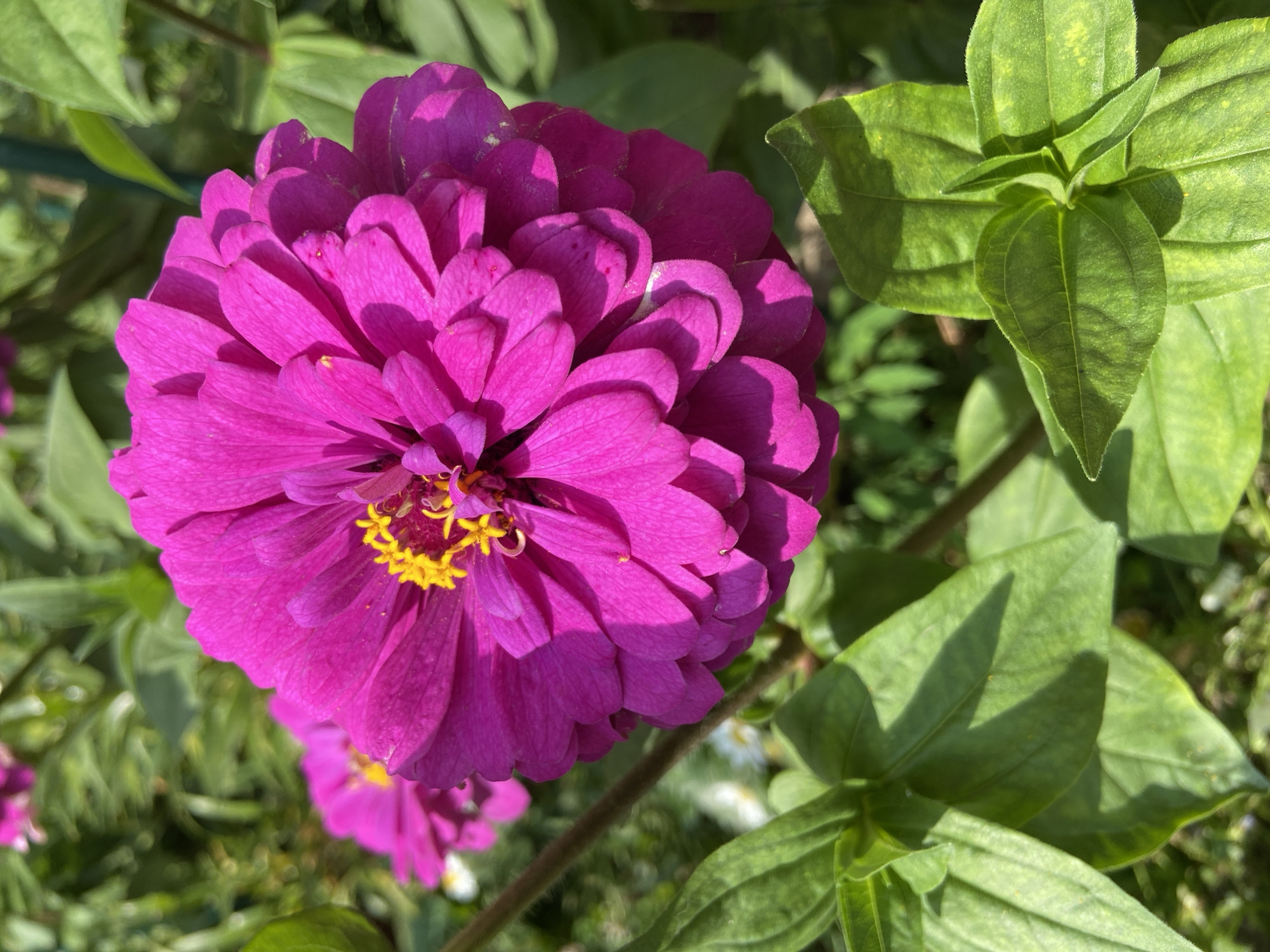 A close-up, low-angle shot captures a vibrant, fuchsia zinnia flower in full bloom, dominating the center of the frame. The flower's numerous petals are layered and ruffled, with a bright yellow center peeking through. Lush, green foliage surrounds the zinnia, with some leaves in sharp focus in the foreground and others blurred in the background. The lighting suggests a sunny day, with dappled shadows cast across the leaves. The scene is consistent with a garden or park setting, which could be found in any city, including Balashikha, Russia. There are no people or animals visible in the image, and no specific actions are depicted. The overall impression is one of natural beauty and vibrant color.