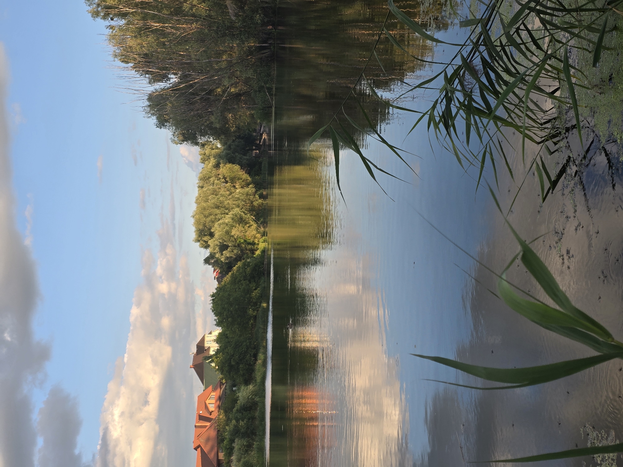 This is a photograph of a tranquil lake in Sofiivska Borshchahivka, Ukraine. The sky above is a mix of blue with scattered white and gray clouds, some catching the warm light of what appears to be either sunrise or sunset. The lake's surface is calm, reflecting the sky and the lush greenery that lines its banks. On the left side of the image, several houses with distinctive red-tiled roofs are visible amidst dense trees. The right bank is dominated by a thick growth of trees, with some bare branches reaching upwards. In the foreground, tall green reeds and other aquatic plants emerge from the water. A single duck is visible swimming on the lake in the middle distance. The overall impression is one of a peaceful, natural setting bordering a residential area.