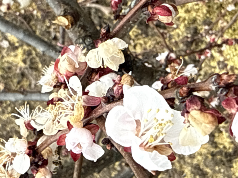 The image depicts a close-up view of a flowering tree branch, likely an apricot or cherry tree, in bloom. Multiple blossoms are visible, predominantly in various stages of opening and decay. The flowers range in color from pristine white and pale yellow, featuring visible yellow anthers and white filaments, to more faded, yellowish-brown, and reddish-pink hues, particularly at the base of the petals or on unopened buds. The branches are brown and gnarled, with some areas showing small bud scales. The background is out of focus, appearing as mottled shades of light yellow, brown, and muted green, suggesting a natural outdoor environment. No people or animals are present. The scene is located in Pirne, Bulgaria.