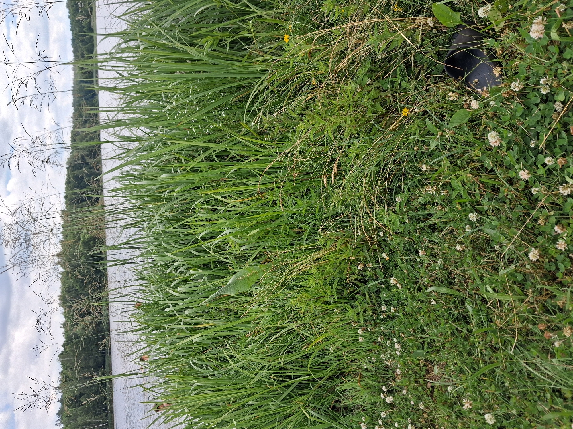 The image depicts a natural scene of lush green grass and clover flowers growing along the edge of a body of water, likely a lake or river, in Reutyntsi, Ukraine. The foreground is dominated by tall, dense green grass, with some dried stalks and smaller plants interspersed. Tiny white clover flowers are scattered throughout the grassy area, adding touches of white to the predominantly green landscape. A few small yellow flowers are also visible, adding hints of color.
In the mid-ground, the calm water reflects the cloudy sky and the treeline on the opposite bank, which is densely forested with a variety of trees. The reflection creates a slightly blurred, muted image of the distant landscape. The sky appears overcast, suggesting a possibly cooler or damp day, though no direct precipitation is visible.
A dark, possibly black, object is partially obscured by the grass and clover in the right-hand side of the image. Its exact nature is unclear, but it appears to be a solid, man-made object, perhaps a piece of discarded equipment or a personal item.
The overall impression is one of a peaceful, overgrown natural environment. The focus is on the textures and colors of the vegetation and the tranquil presence of the water. There is no visible text in the image. The time of day is difficult to ascertain precisely due to the overcast conditions, but it appears to be daylight. The scene evokes a sense of quiet and natural beauty.