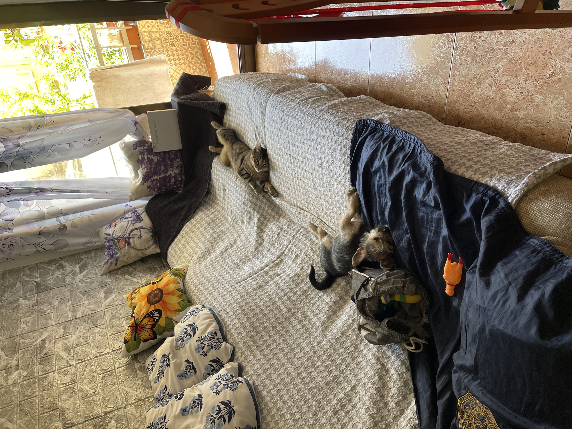 The image depicts an indoor scene, likely a living room, with a sofa covered in patterned bedding and several decorative pillows. Two animals, a cat and a small dog, are asleep on the sofa. The cat is lying on its back, stretched out, while the dog is curled up near a bag. In the foreground, a dark blue cloth is spread out, with a small orange toy chicken on it. The room has a window with curtains, offering a view of green foliage and a balcony. The flooring appears to be tiled. The overall impression is one of a peaceful, domestic environment. The location of Santa Coloma de Gramenet, Spain, is not discernible from the visual information within the image itself; it is external context provided with the request.