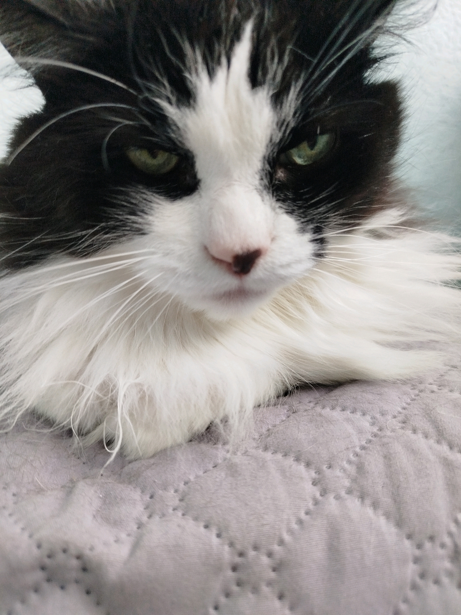 A close-up, eye-level shot captures a black and white fluffy cat resting on a grey quilted surface. The cat's head is front and center, with its green eyes looking directly at the camera. Its fur is thick and voluminous, particularly around its neck and chest, creating a soft halo effect. The cat's nose is a pale pink, and its whiskers are long and white. The background is out of focus, showing a light blue wall or surface. The quilted material beneath the cat is textured with a diamond pattern. The lighting appears soft, illuminating the cat's face and fur.