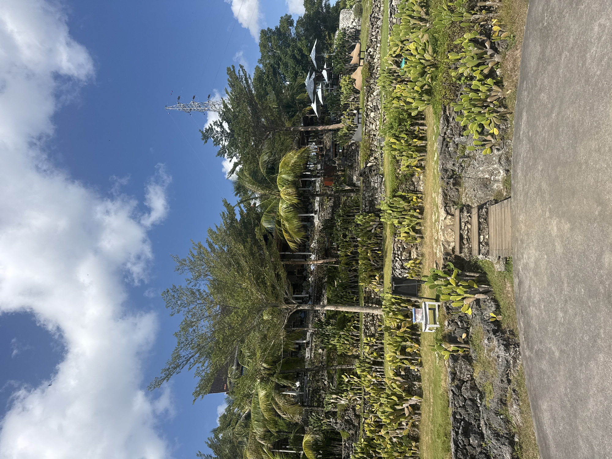 The image depicts a tiered landscape in Nusa Penida, Indonesia, characterized by a vibrant mix of flora and architectural elements. The foreground features a textured concrete surface, leading to a wooden walkway and steps ascending a rocky incline. This incline is densely populated with prickly pear cactus, interspersed with dry stone walls and patches of grass.
Higher up, the landscape transitions to a more cultivated area with lush greenery, palm trees, and a prominent tree with a spreading canopy. This section supports a building with a dark-tiled roof and a veranda, suggesting a resort or restaurant. Several outdoor seating areas are visible, some shaded by large, light-colored umbrellas. A tall electrical tower stands in the background against a bright blue sky dotted with fluffy white clouds. The overall impression is a well-maintained, semi-tropical outdoor venue.