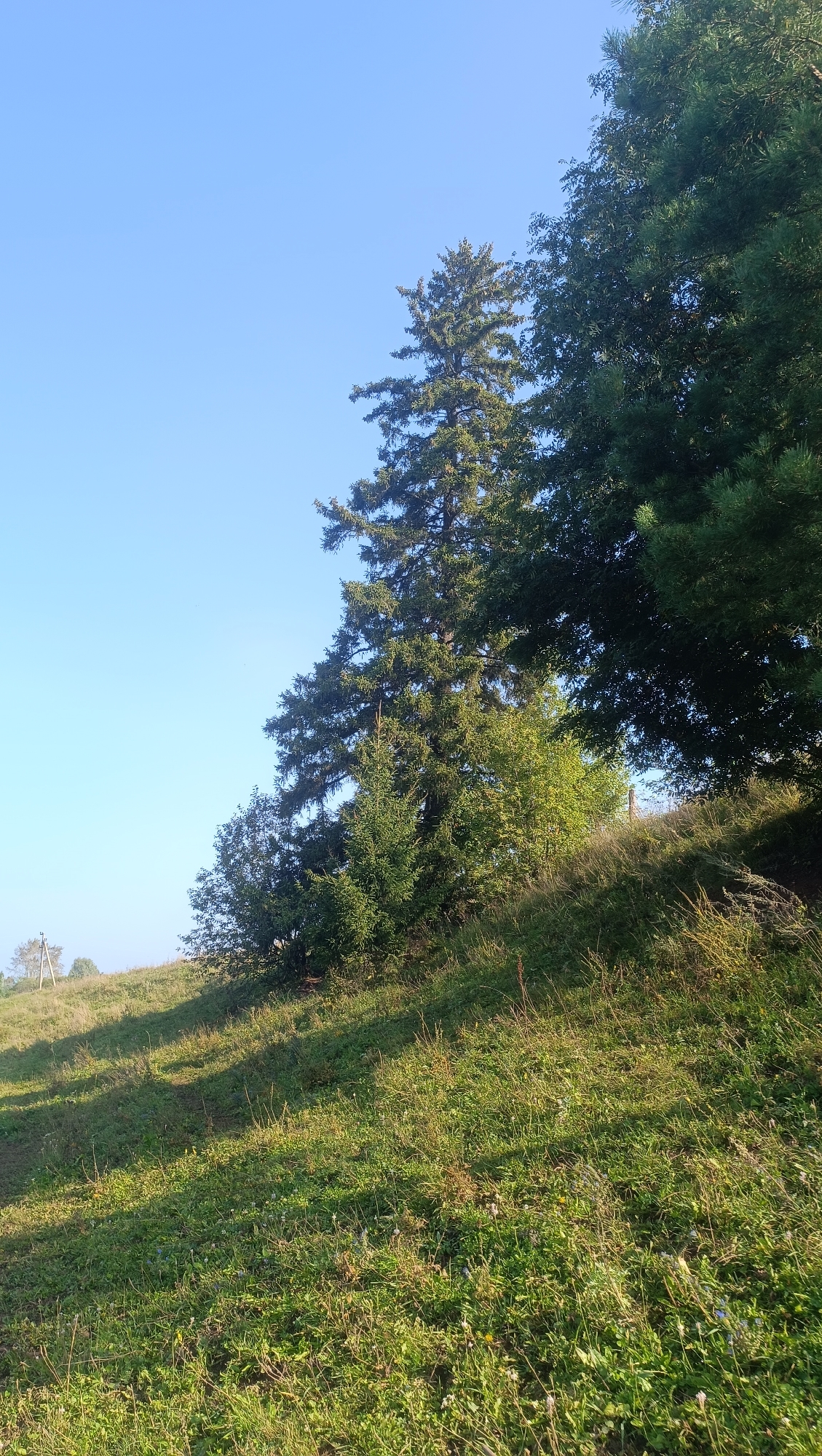 The image depicts a bright, sunny day with a clear blue sky. The foreground is dominated by a grassy slope covered in green grass and wildflowers. Several trees are visible, with a tall evergreen tree in the center and denser foliage to the right, suggesting a natural setting likely outside of a dense urban area. A small, light-colored structure with a few branches is barely visible in the far left background, and a faint white pole is also present in the distance. The overall scene conveys a sense of rural or semi-rural landscape, with no people or specific human activity evident. The location in Karsha, Russia, is a detail that cannot be confirmed from the visual information alone.