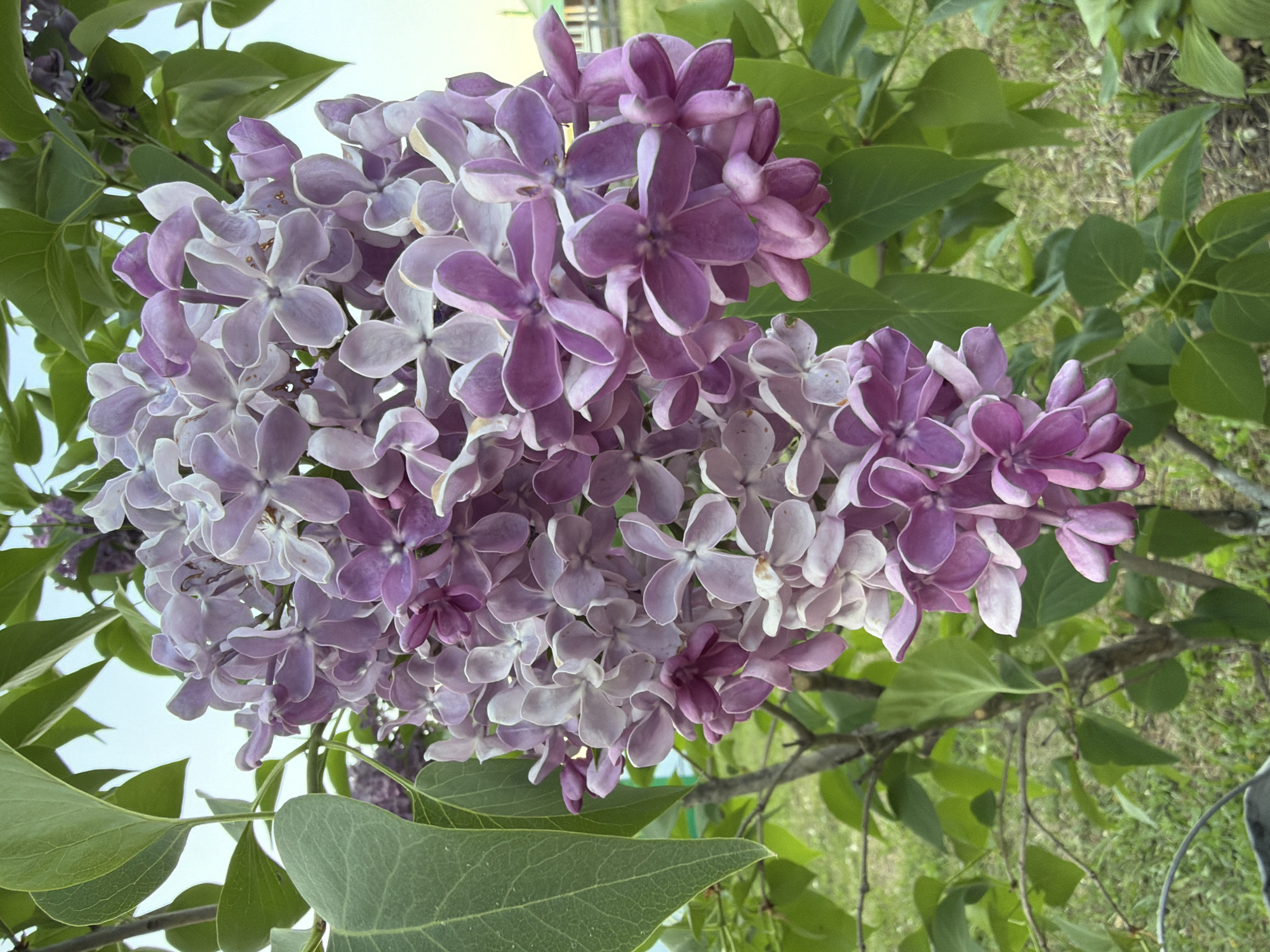 The image shows a cluster of purple lilac flowers surrounded by green leaves. The flowers are in full bloom, with varying shades of purple and white. The leaves are a vibrant green and provide a backdrop for the flowers. The background is slightly blurred, but it appears to be an outdoor setting.
Location is indeterminate. The prompt to identify the location is unsupported.